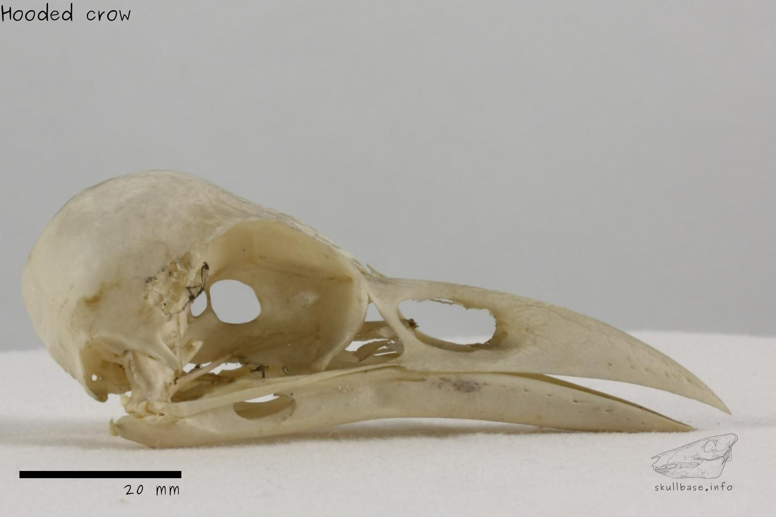 Hooded crow (Corvus cornix) skull lateral view