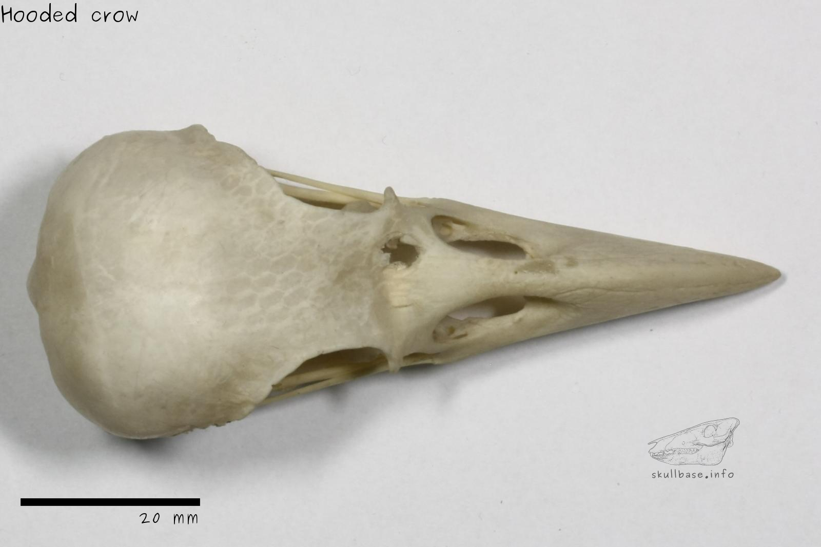 Hooded crow (Corvus cornix) skull dorsal view