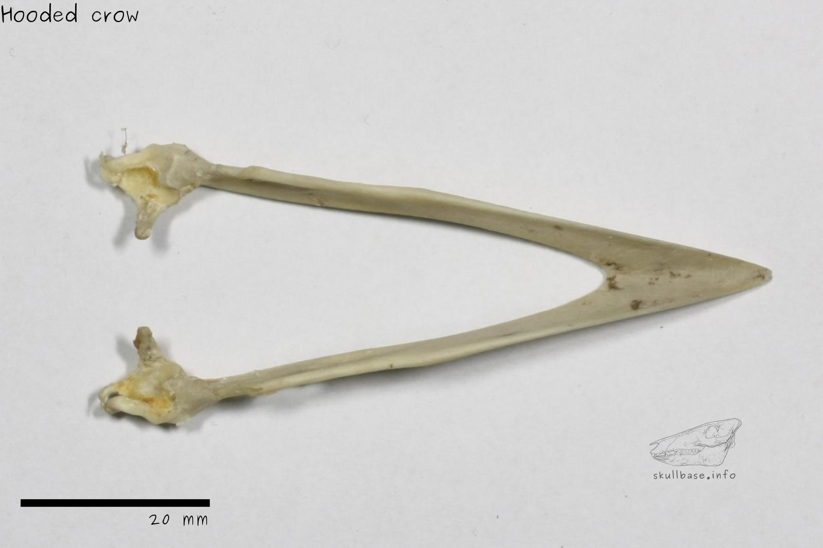 Hooded crow (Corvus cornix) jaw