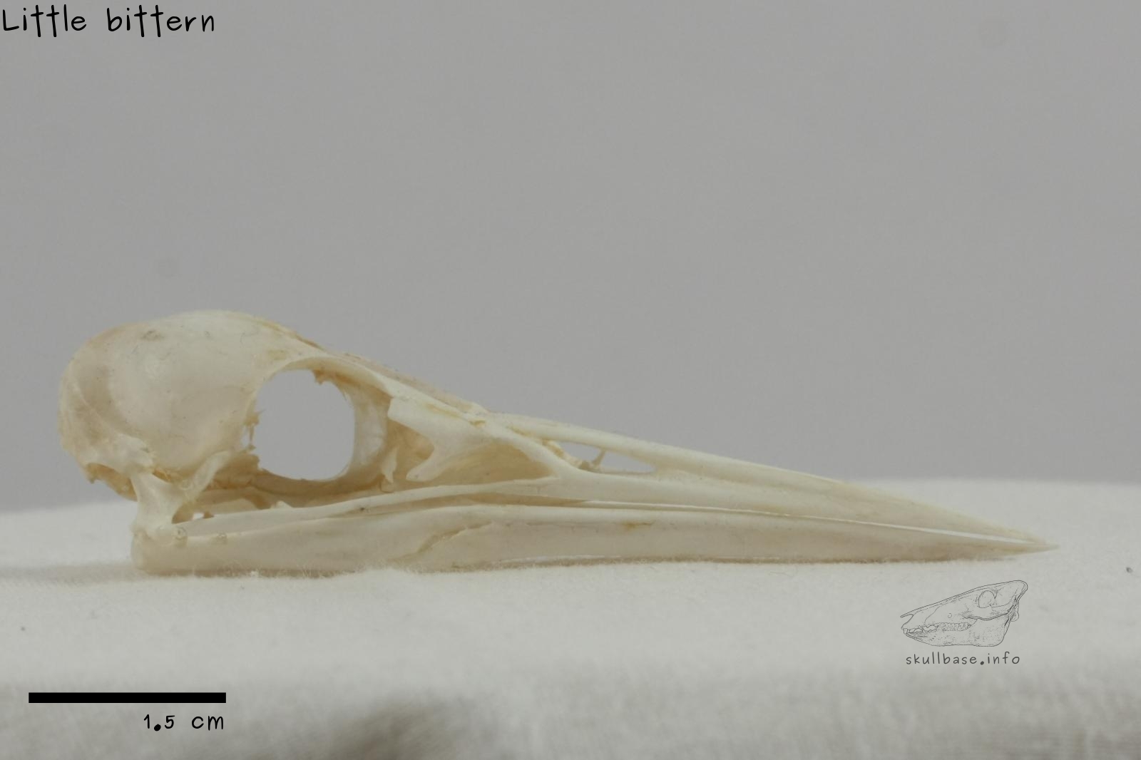 Little bittern (Ixobrychus minutus) skull lateral view