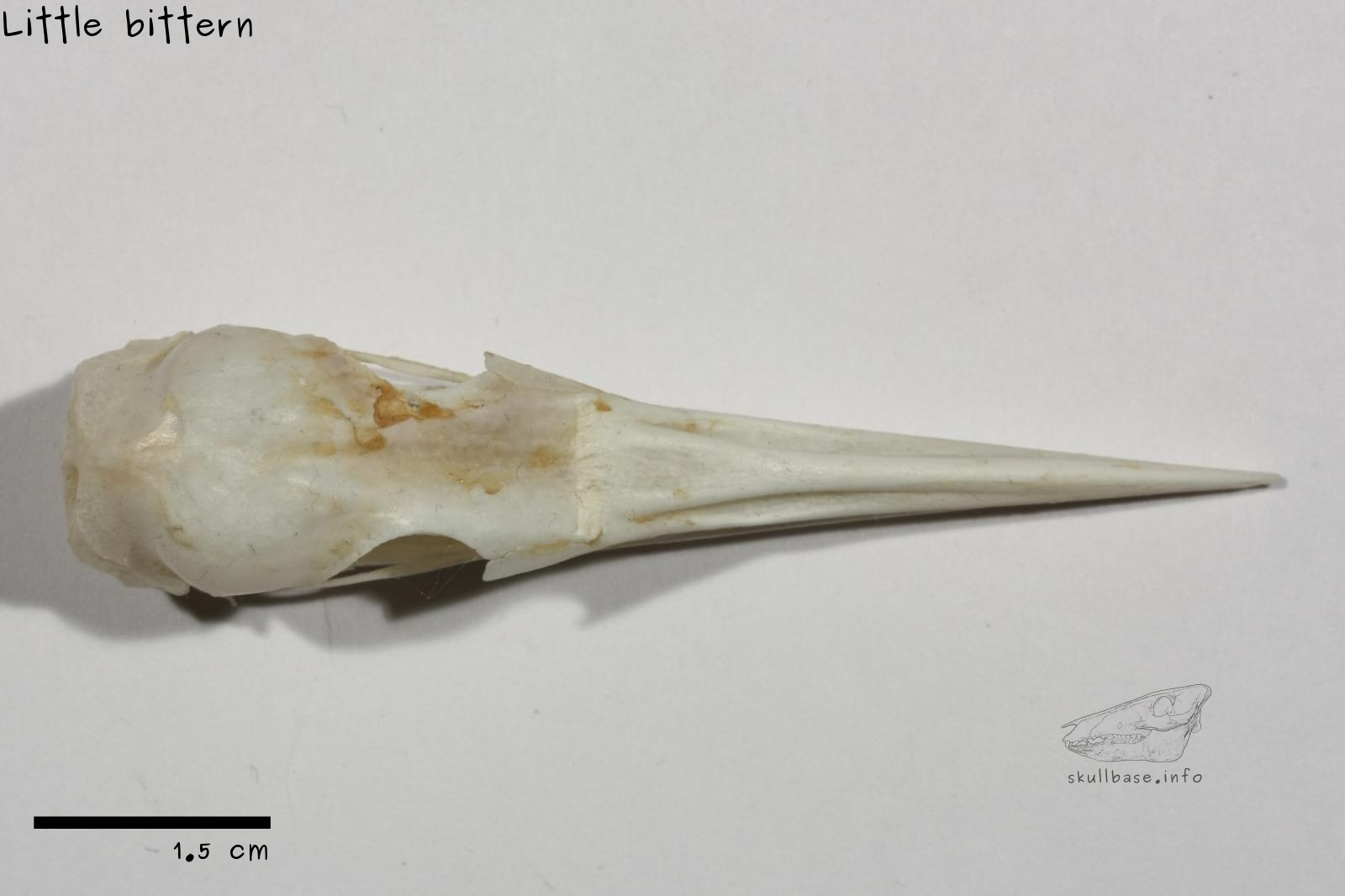 Little bittern (Ixobrychus minutus) skull dorsal view