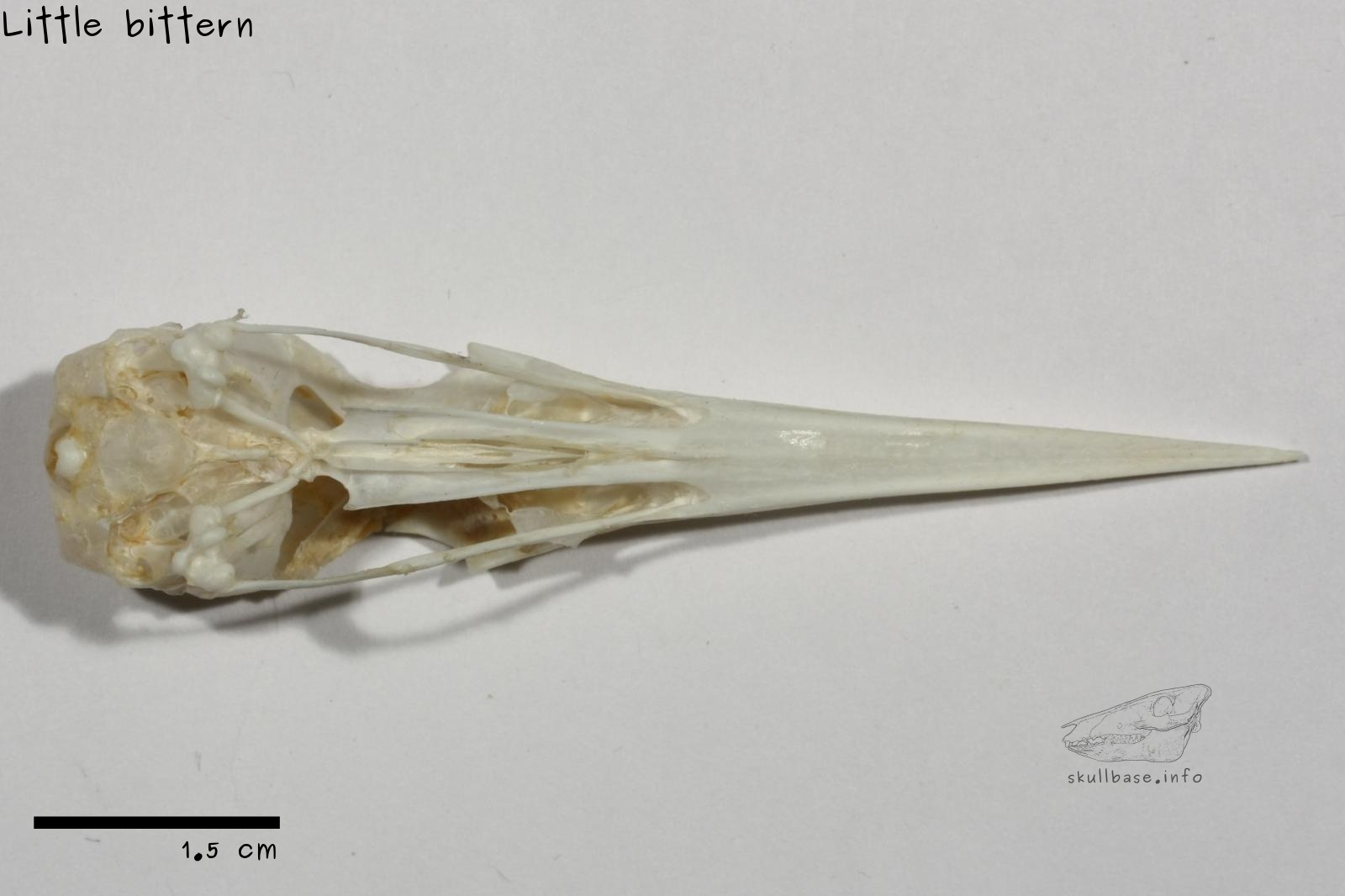 Little bittern (Ixobrychus minutus) skull ventral view