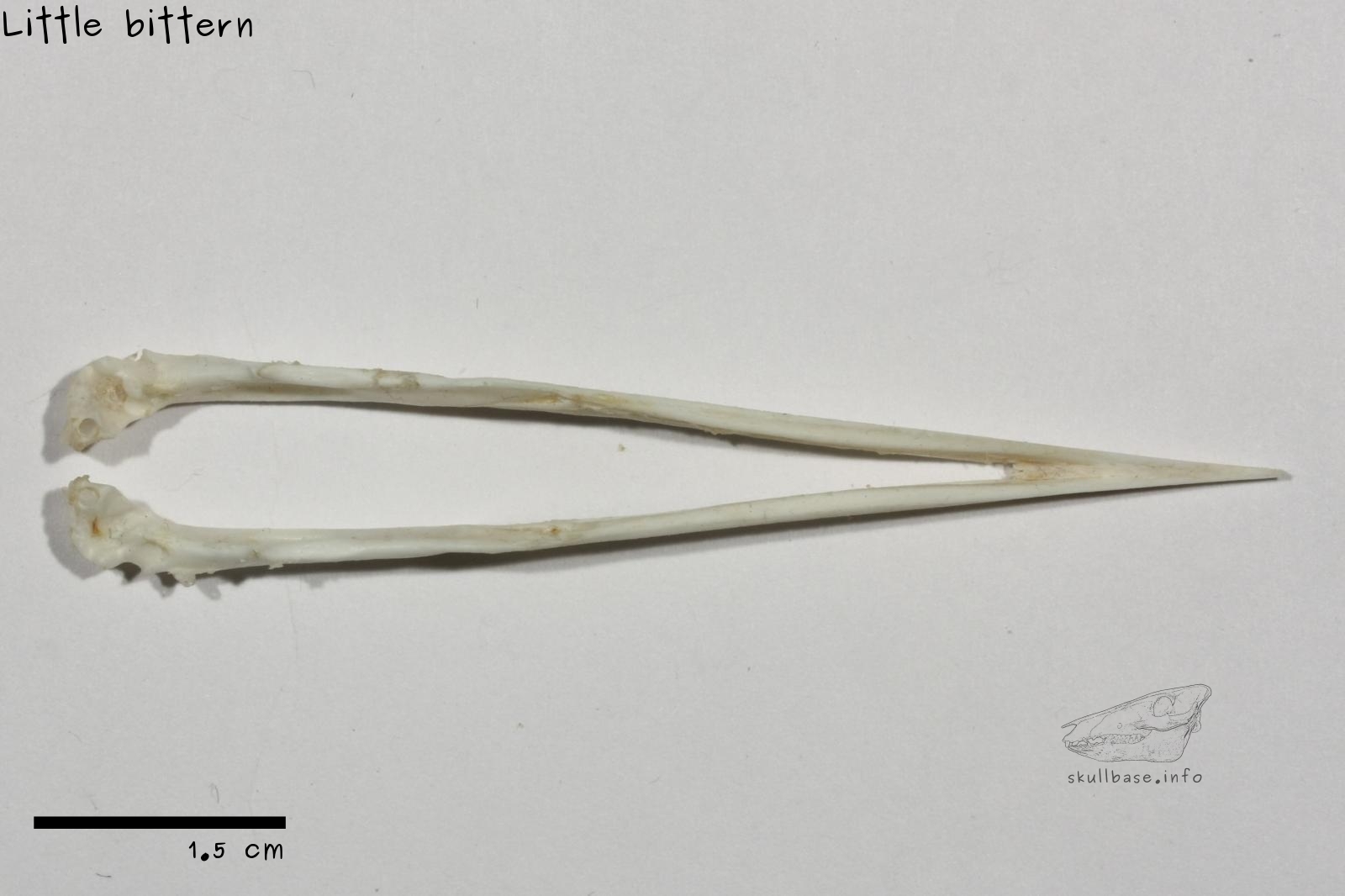 Little bittern (Ixobrychus minutus) jaw