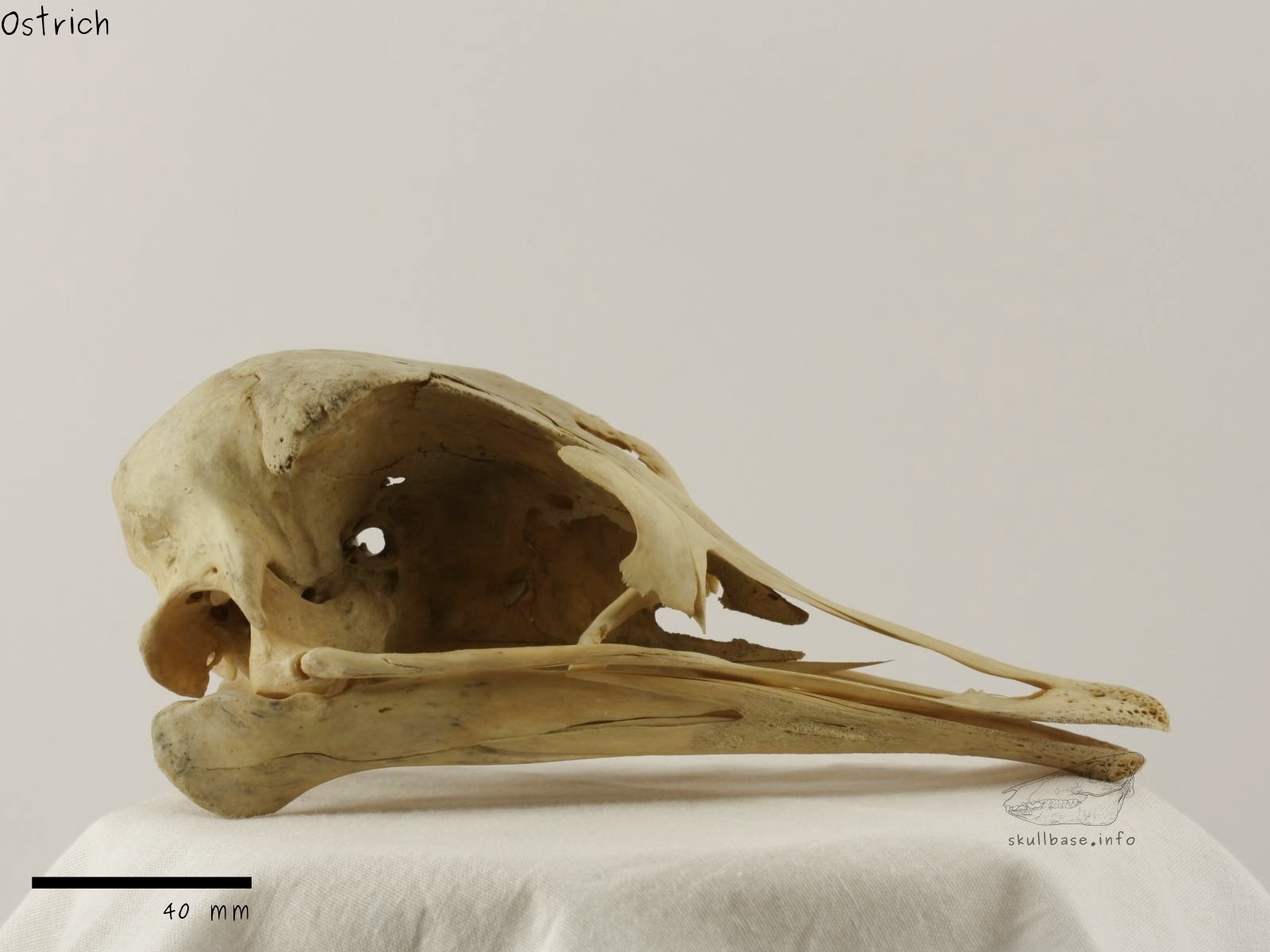 Ostrich (Struthio camelus) skull lateral view