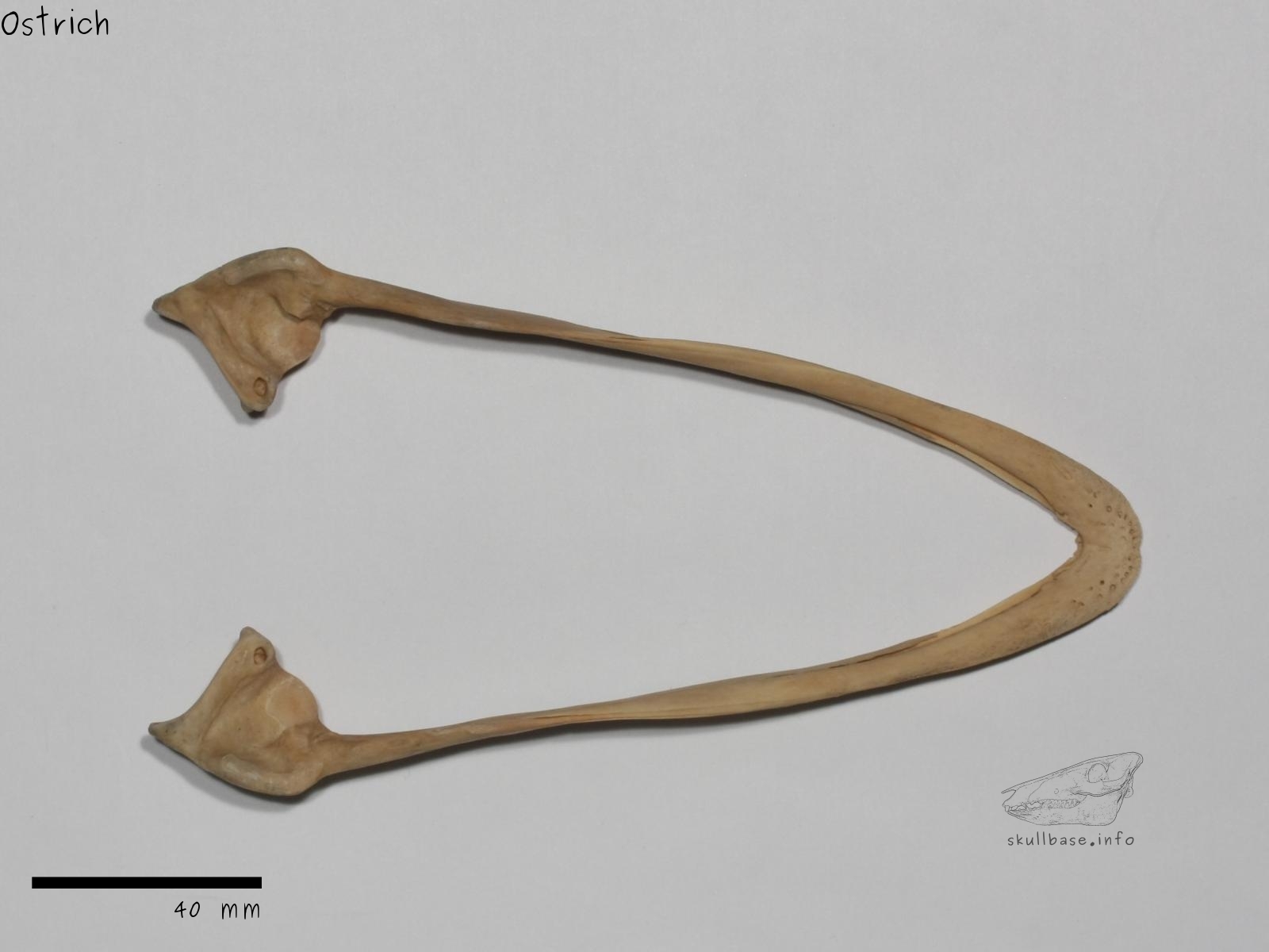 Ostrich (Struthio camelus) jaw