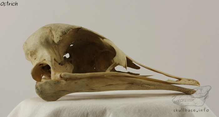 Ostrich