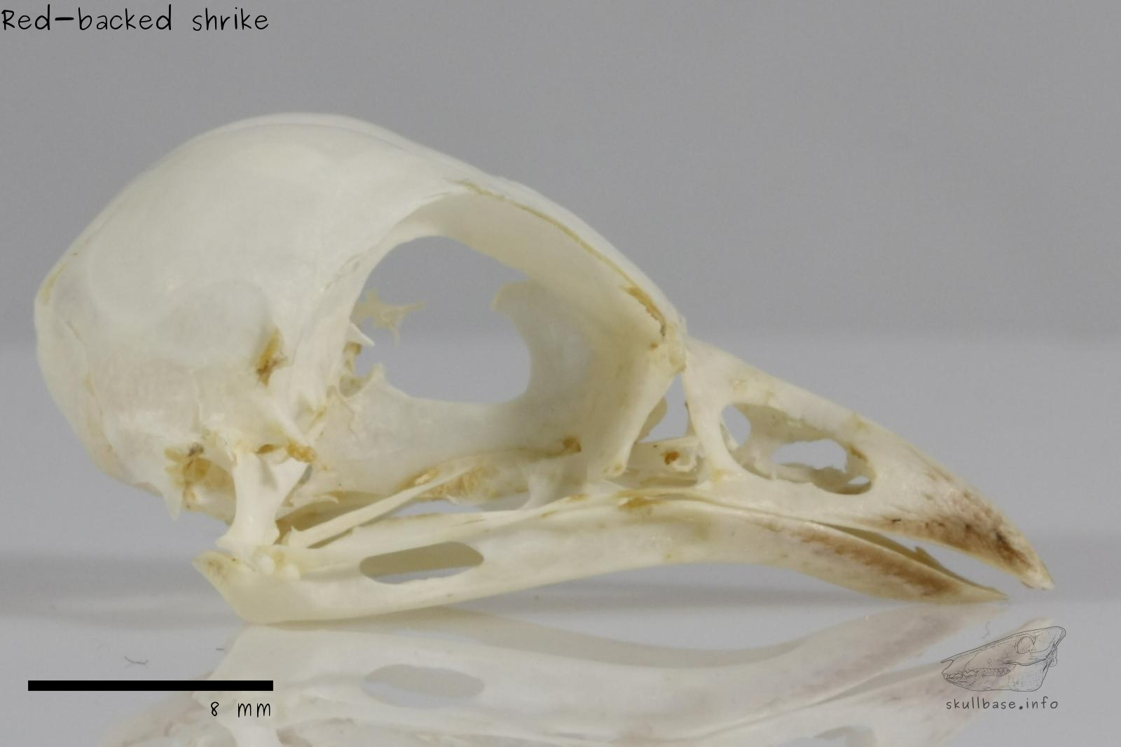 Red-backed shrike (Lanius collurio) skull lateral view