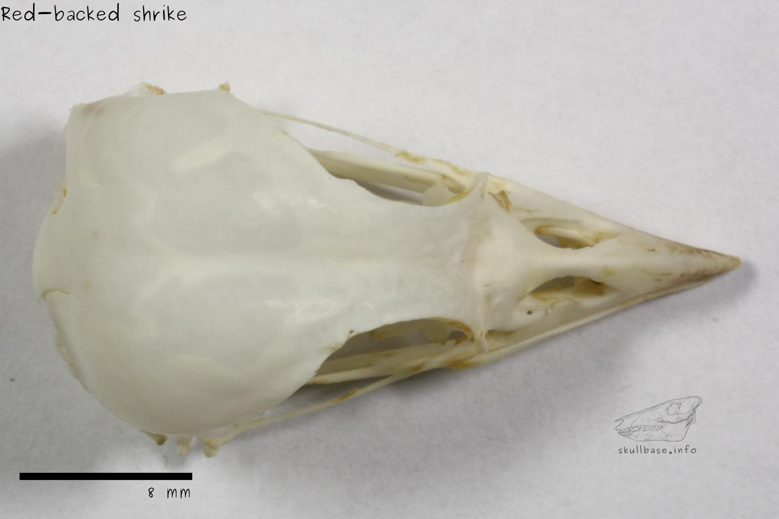 Red-backed shrike (Lanius collurio) skull dorsal view