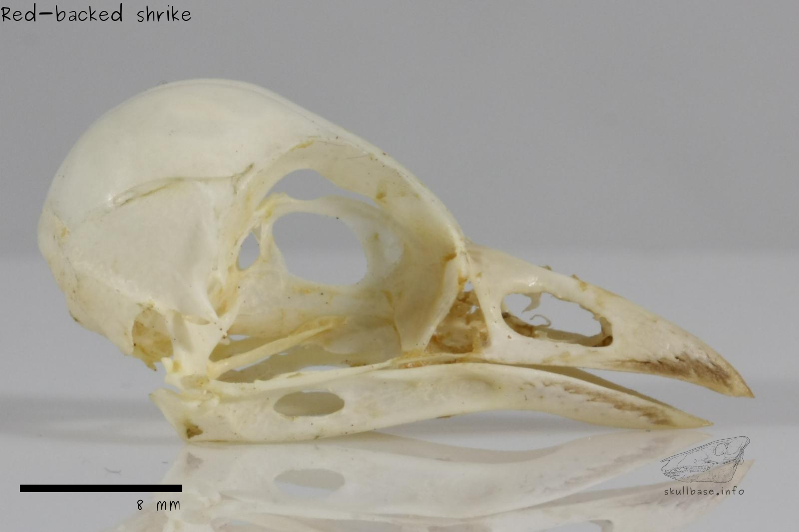 Red-backed shrike (Lanius collurio) skull lateral view
