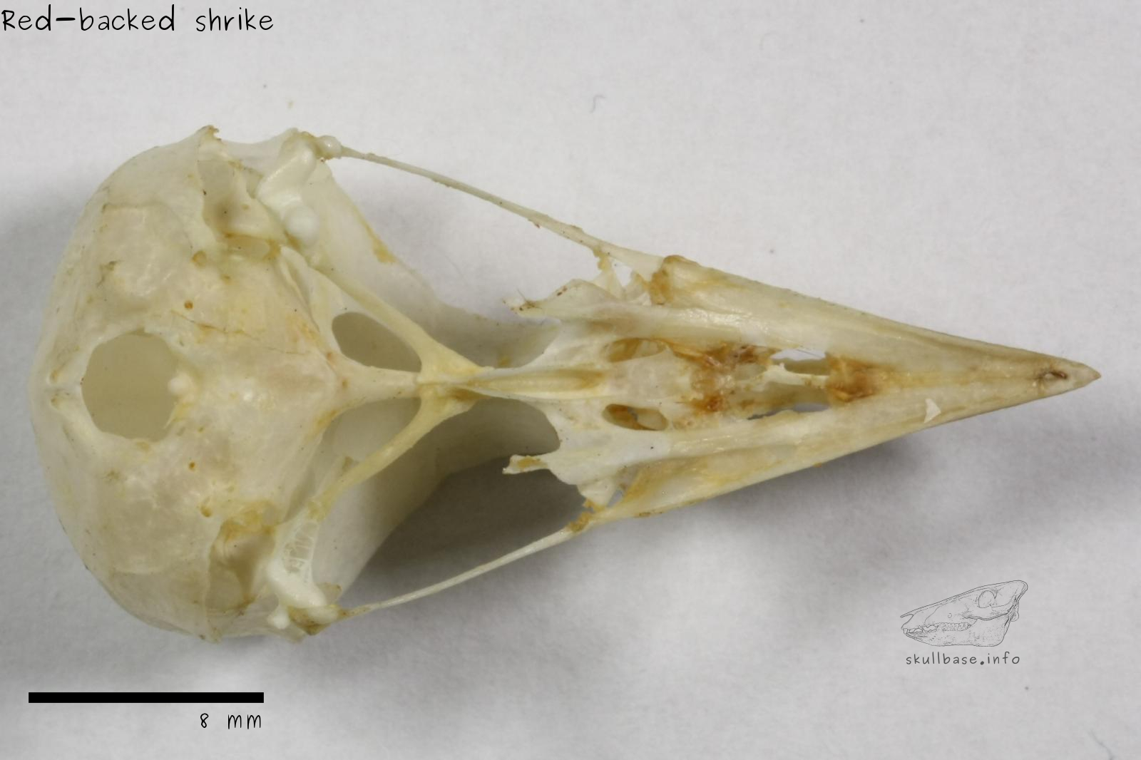 Red-backed shrike (Lanius collurio) skull ventral view