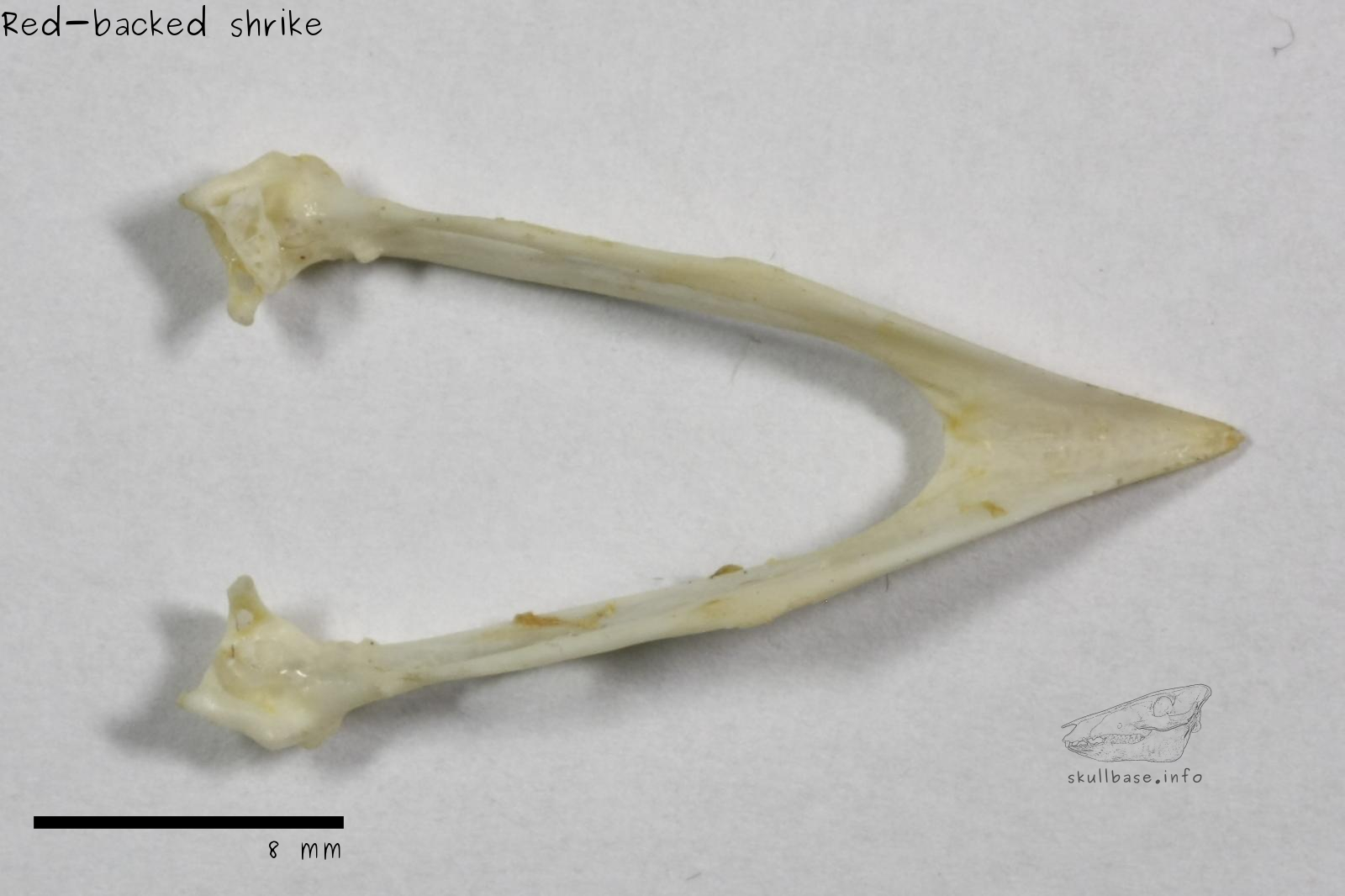 Red-backed shrike (Lanius collurio) jaw
