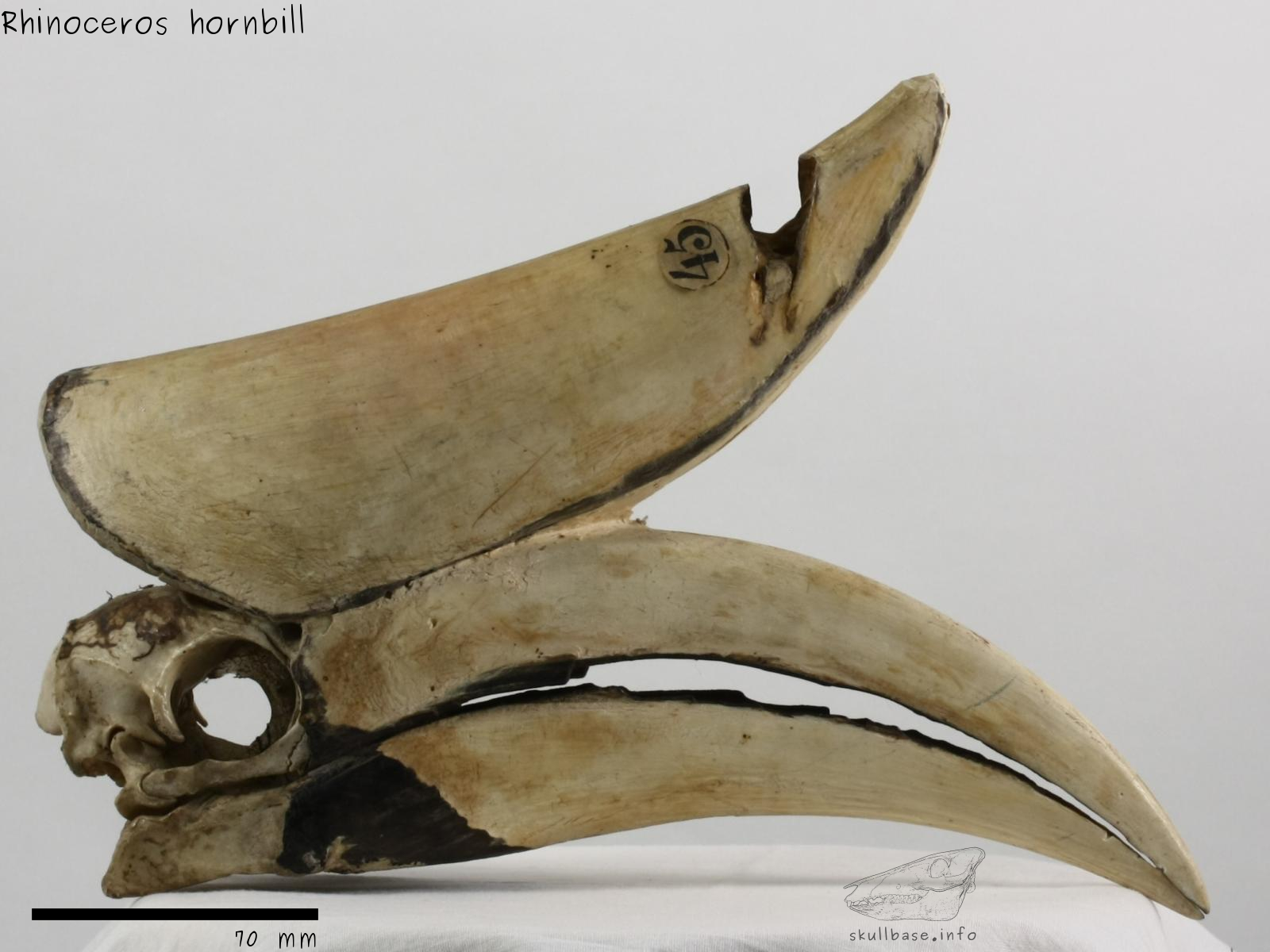 Rhinoceros hornbill (Buceros rhinoceros) skull lateral view