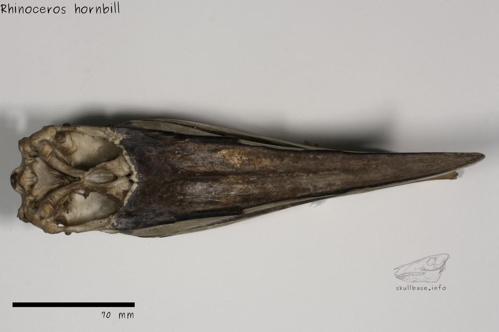 Rhinoceros hornbill (Buceros rhinoceros) skull ventral view