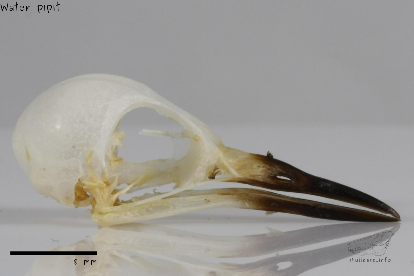 Water pipit (Anthus spinoletta) skull lateral view