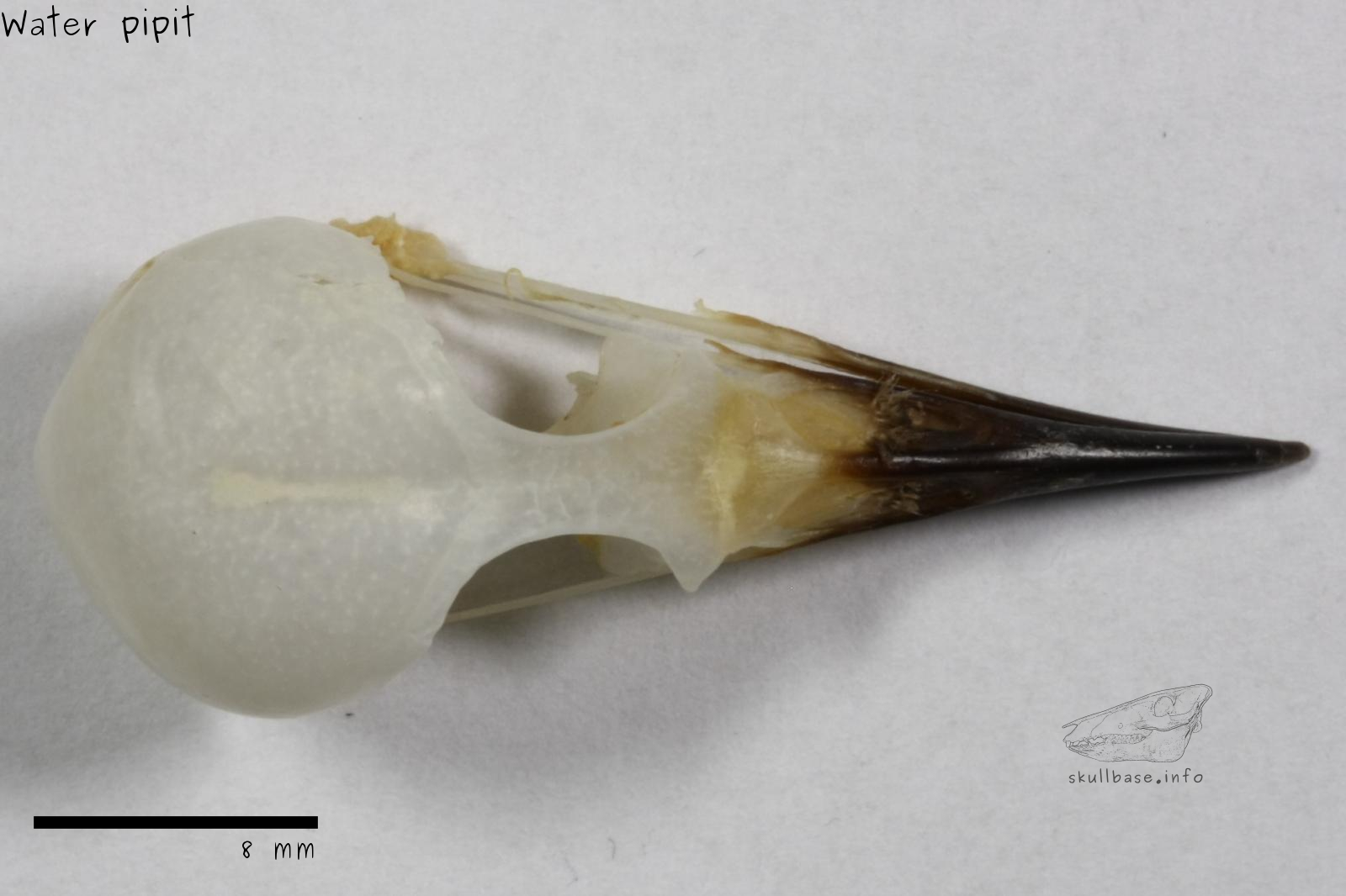 Water pipit (Anthus spinoletta) skull dorsal view