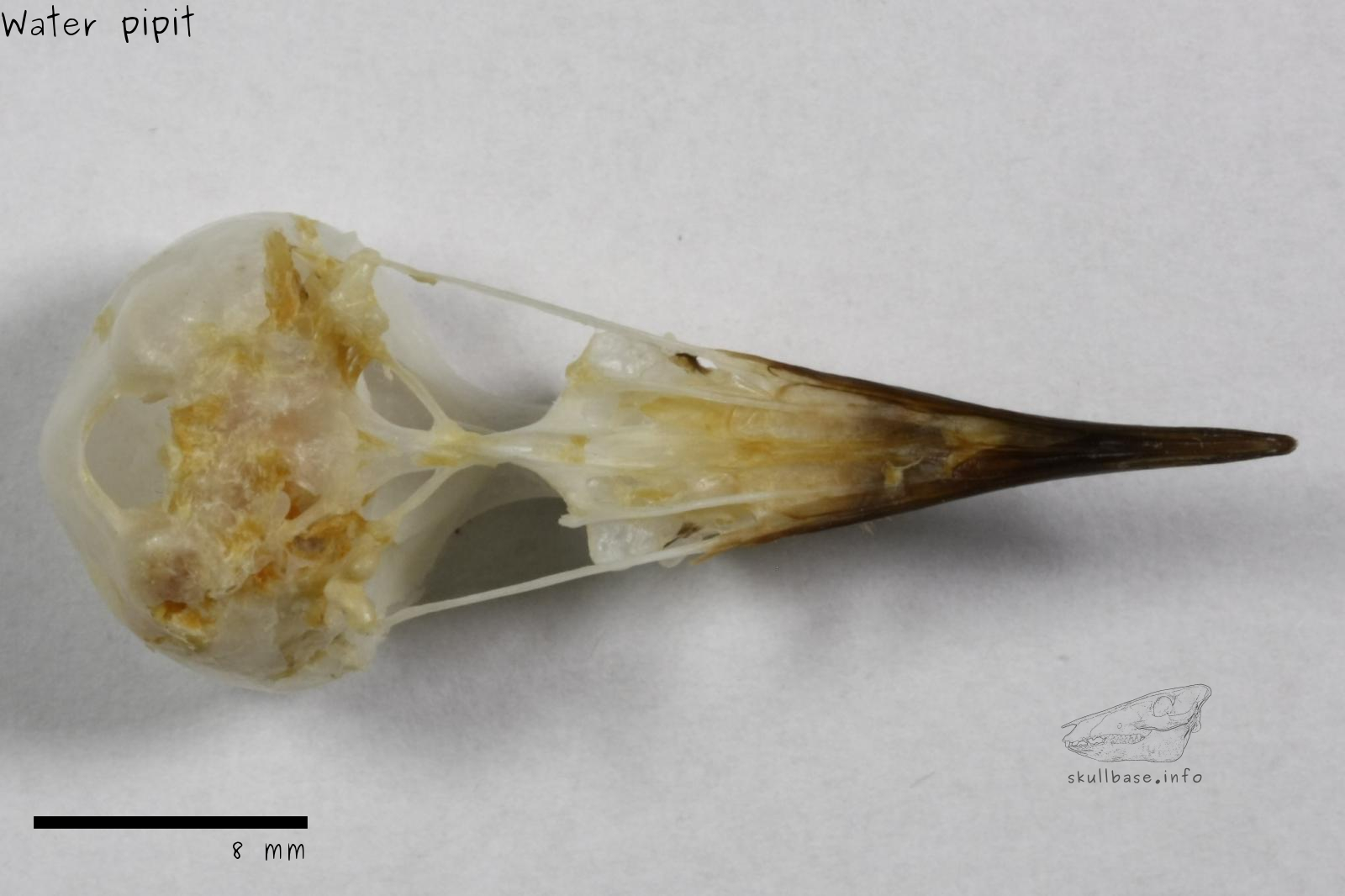 Water pipit (Anthus spinoletta) skull ventral view