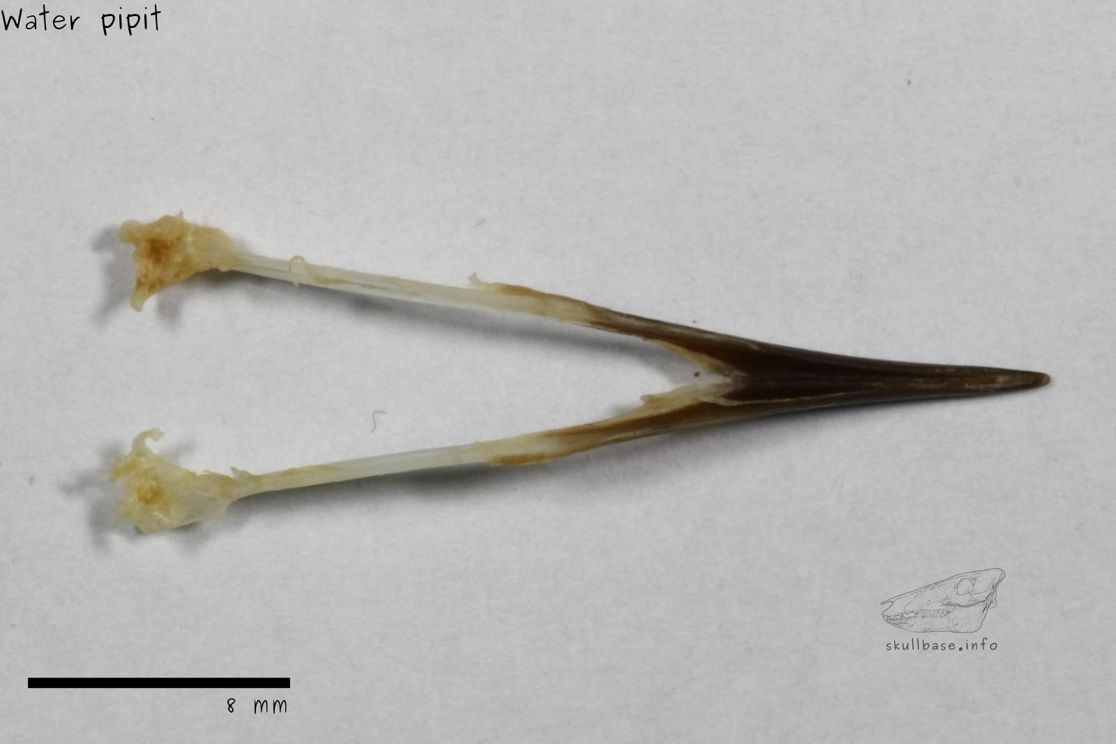 Water pipit (Anthus spinoletta) jaw
