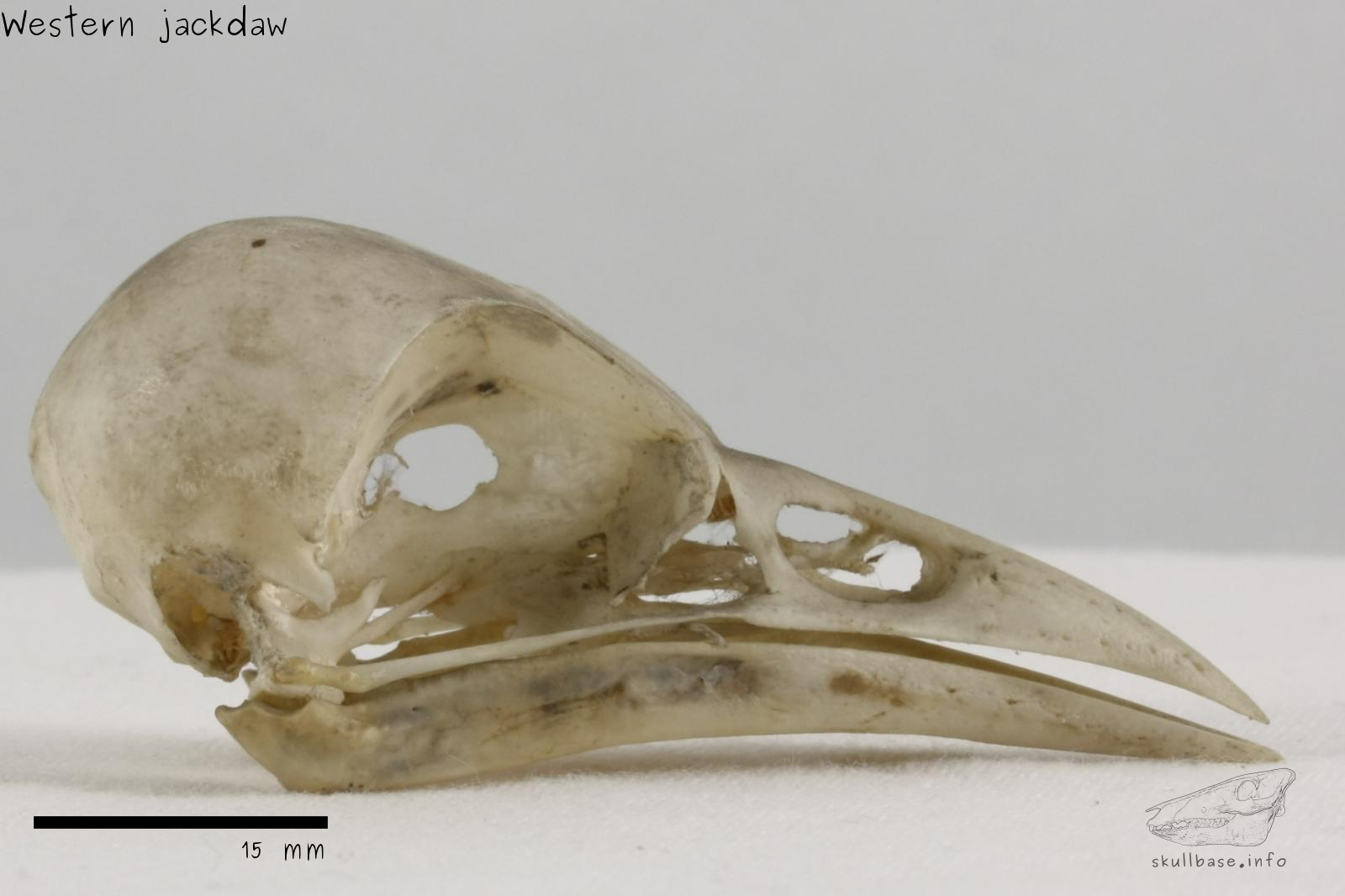 Western jackdaw (Corvus monedula) skull lateral view