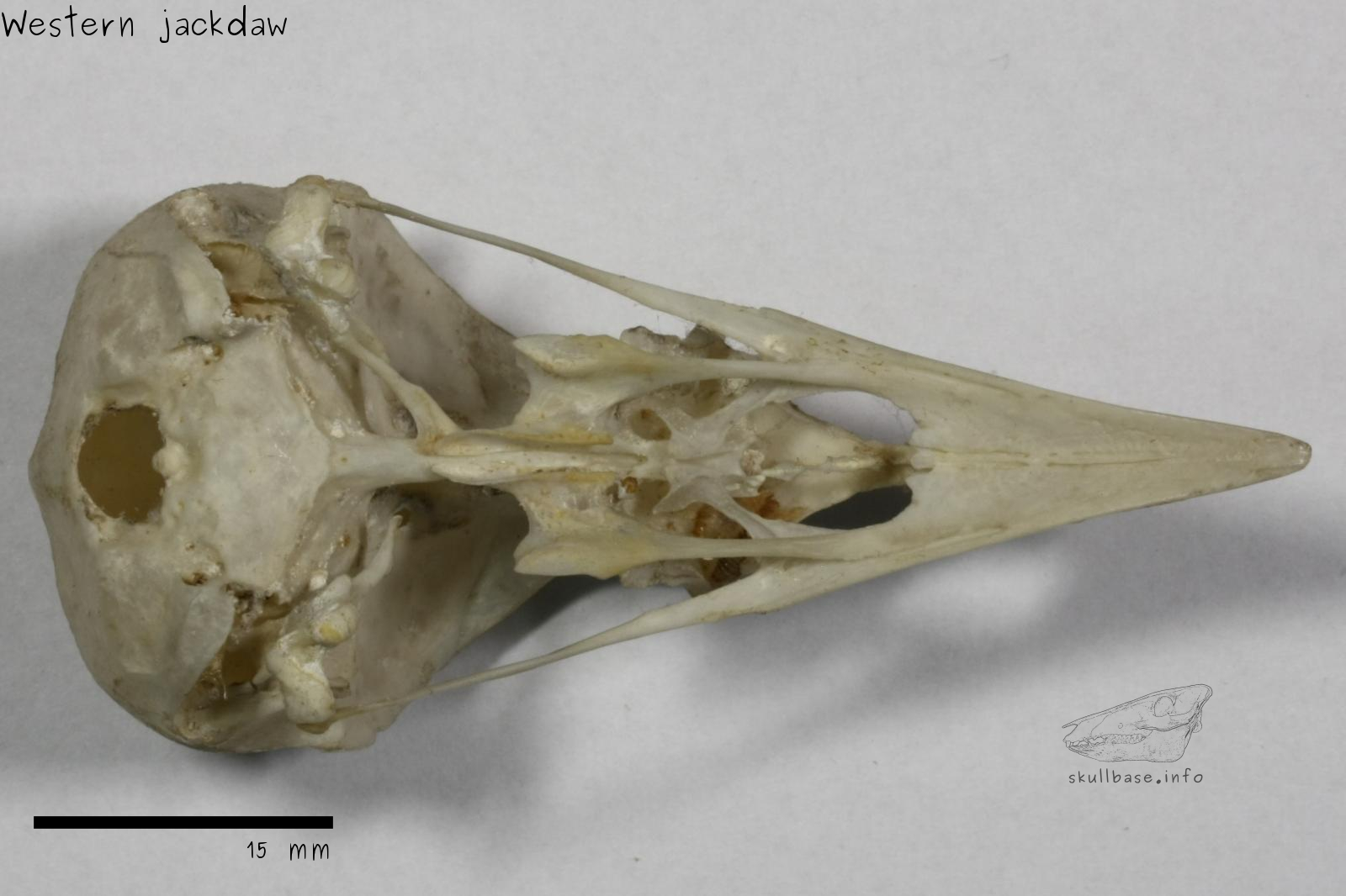Western jackdaw (Corvus monedula) skull ventral view