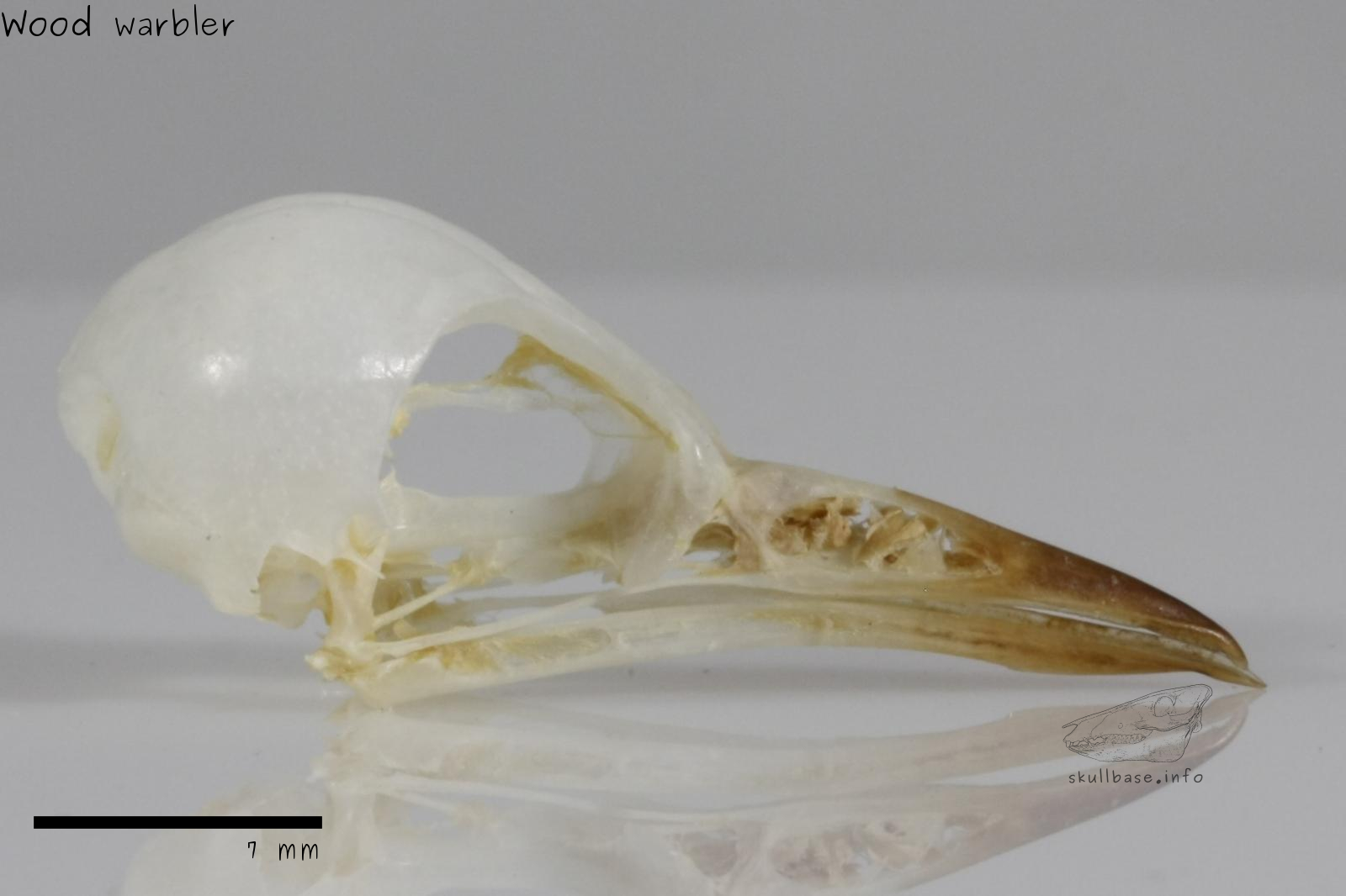 Wood warbler (Phylloscopus sibilatrix) skull lateral view