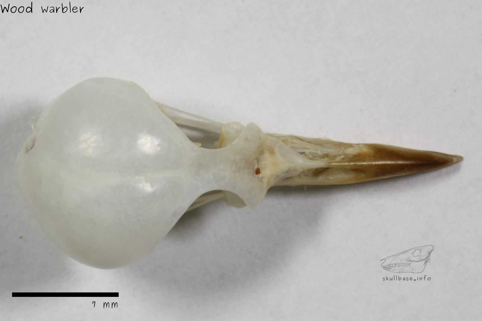 Wood warbler (Phylloscopus sibilatrix) skull dorsal view