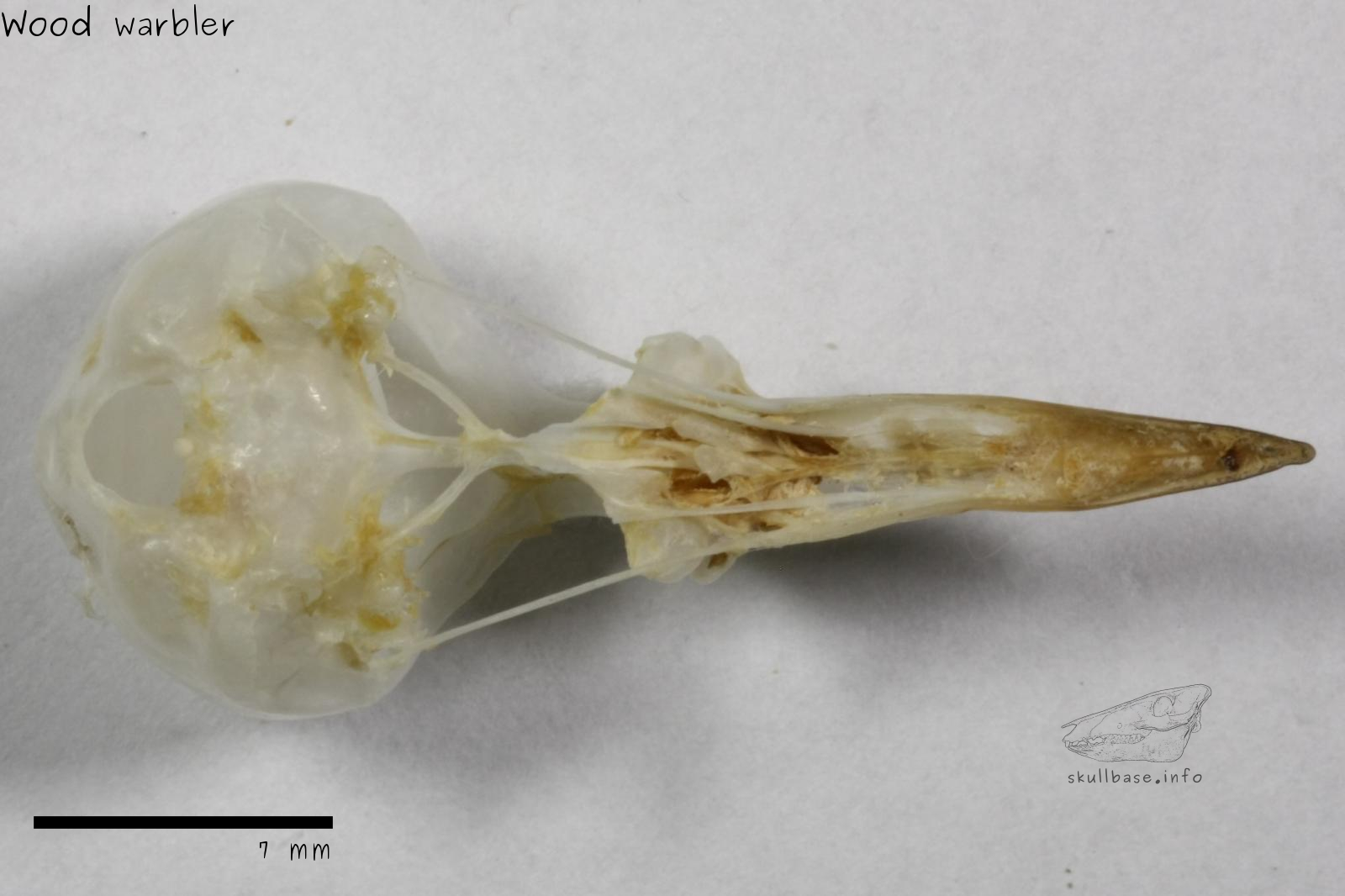 Wood warbler (Phylloscopus sibilatrix) skull ventral view
