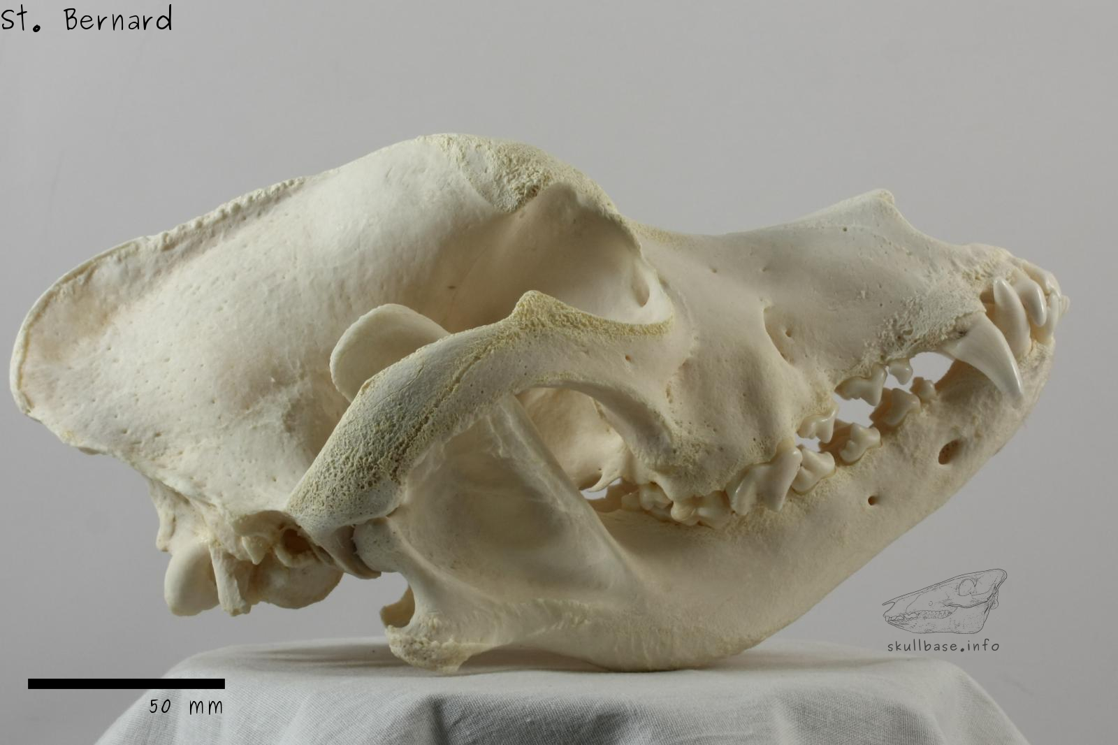 St. Bernard (Canis lupus familiaris) skull lateral view
