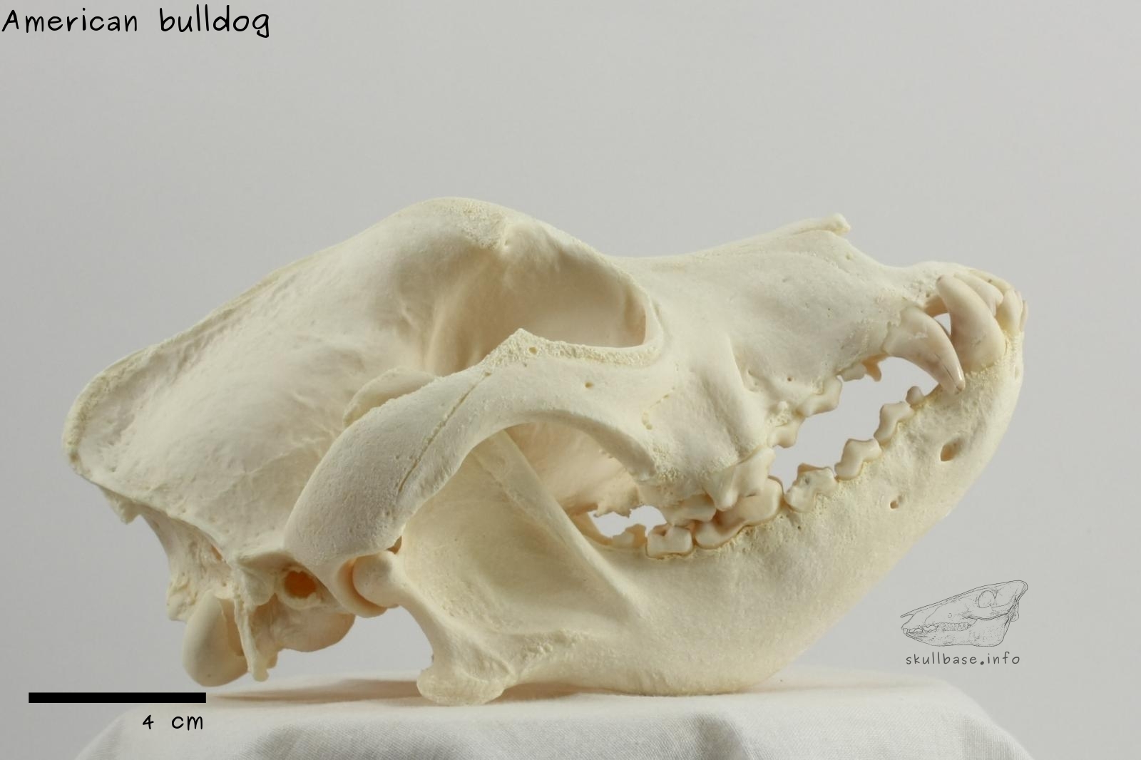 American bulldog (Canis lupus familiaris) skull lateral view