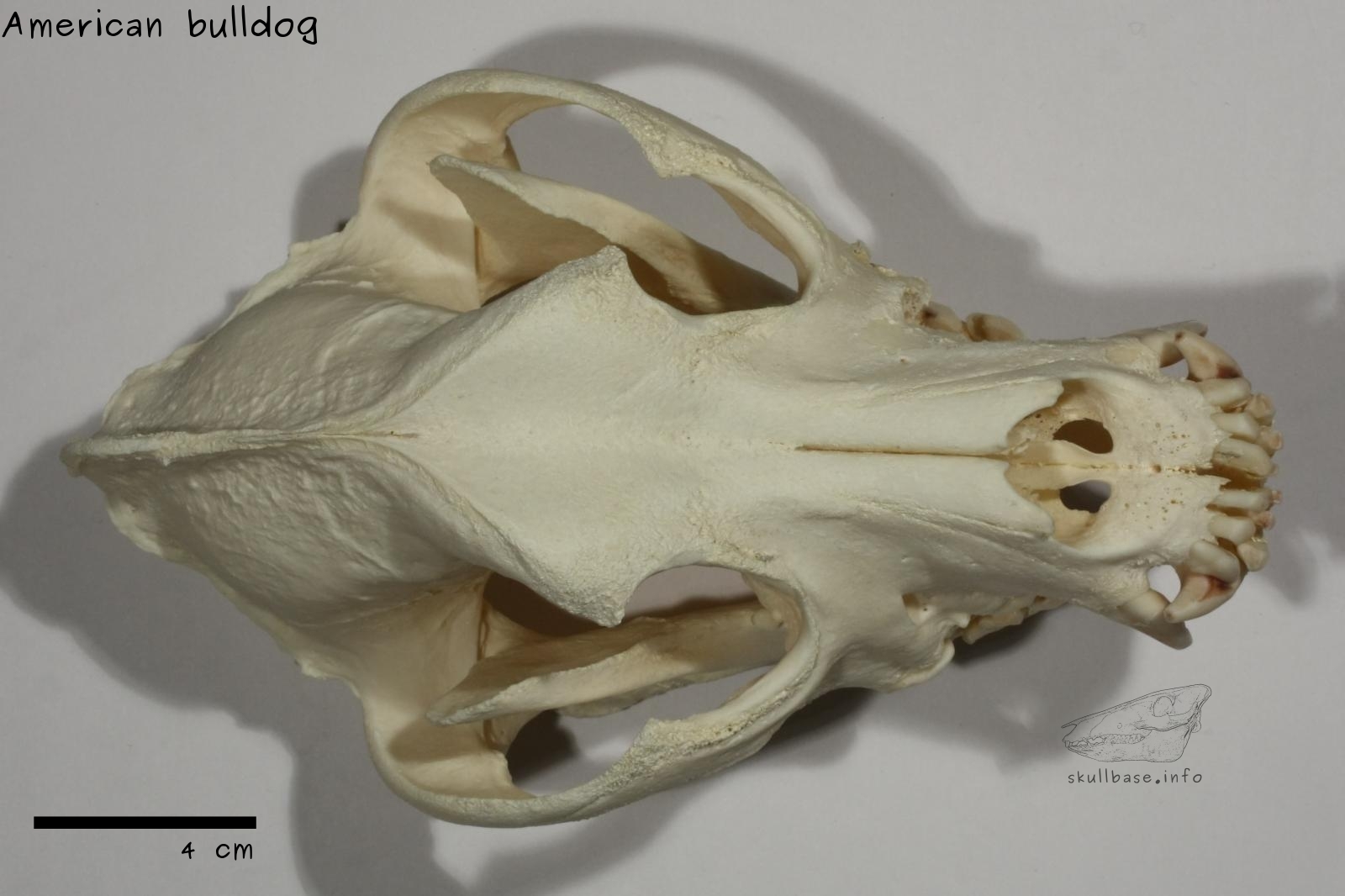 American bulldog (Canis lupus familiaris) skull dorsal view