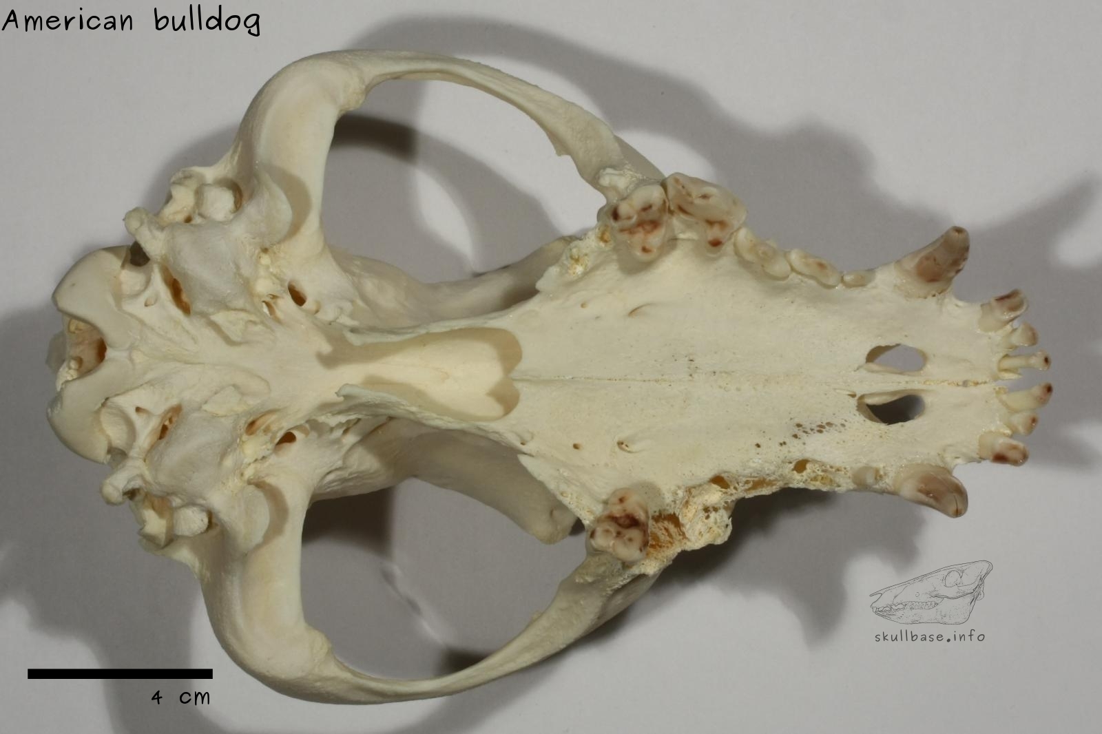 American bulldog (Canis lupus familiaris) skull ventral view