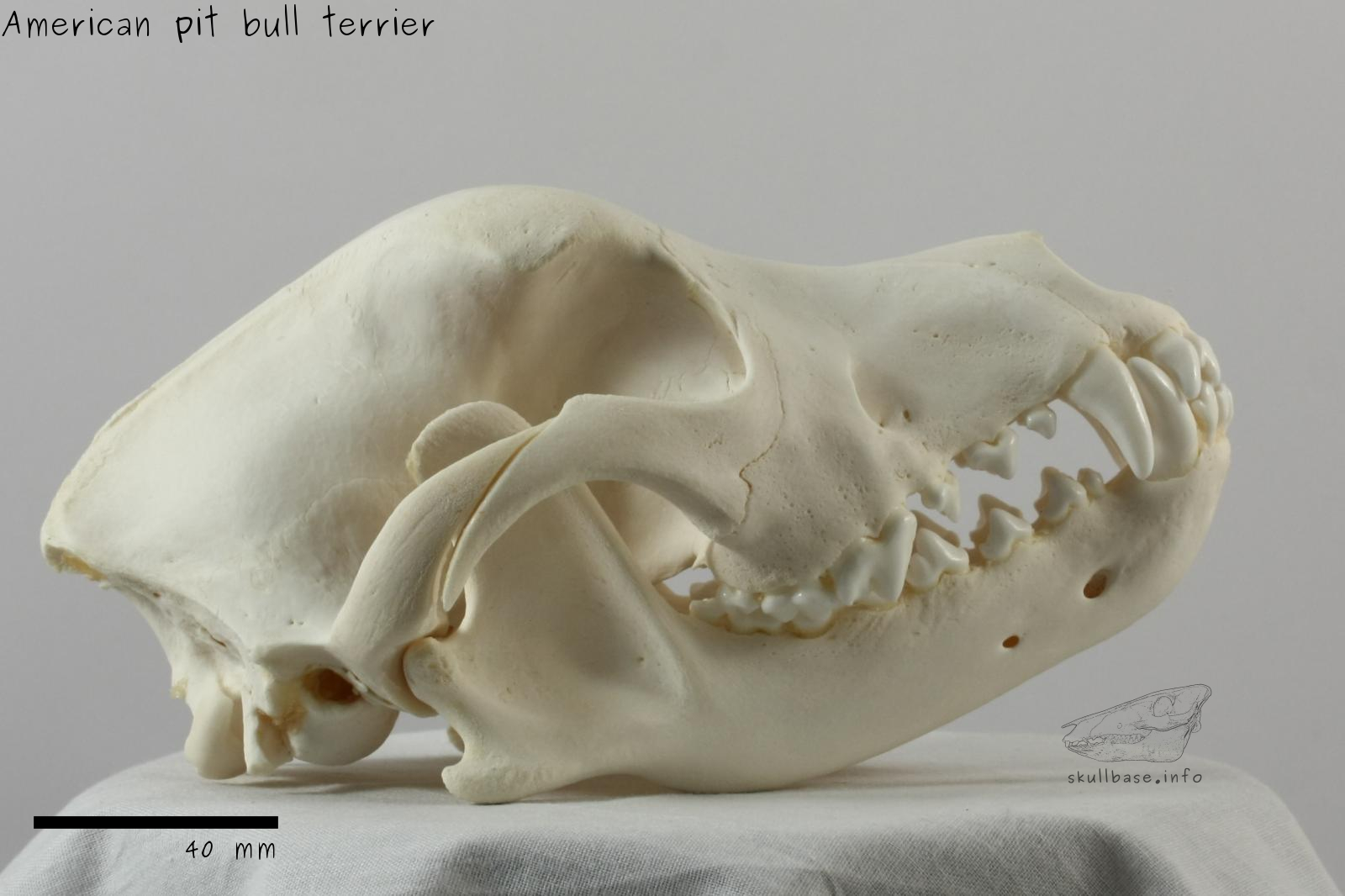 American pit bull terrier (Canis lupus familiaris) skull lateral view