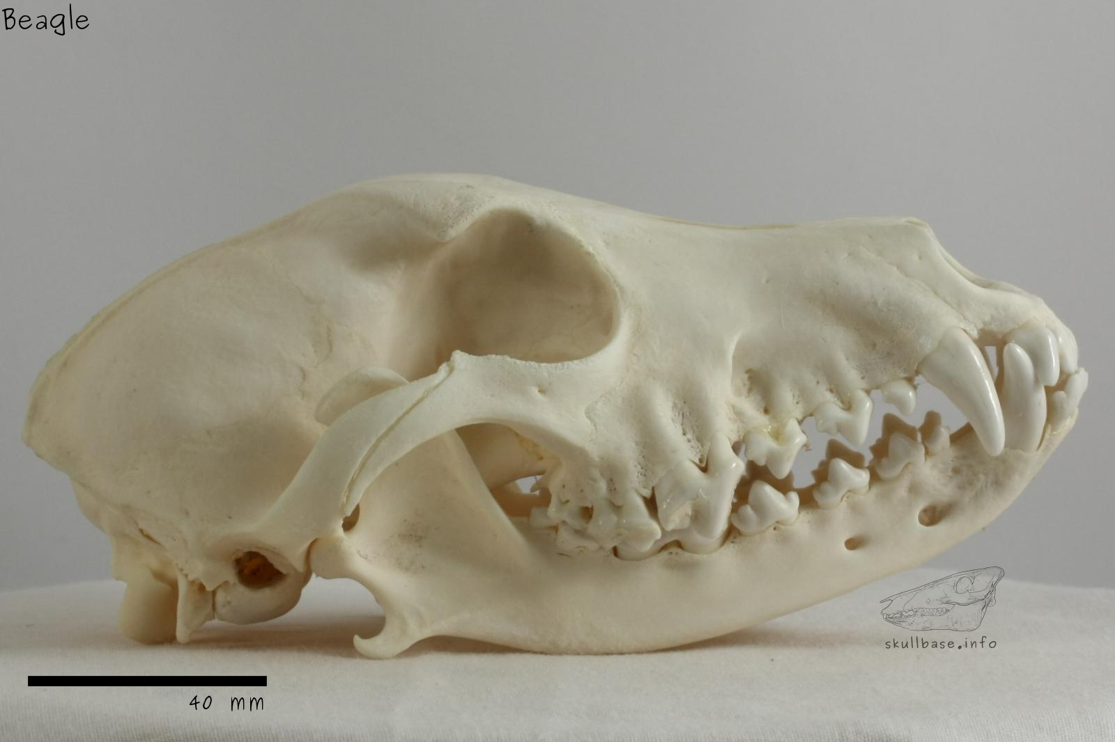 Beagle (Canis lupus familiaris) skull lateral view