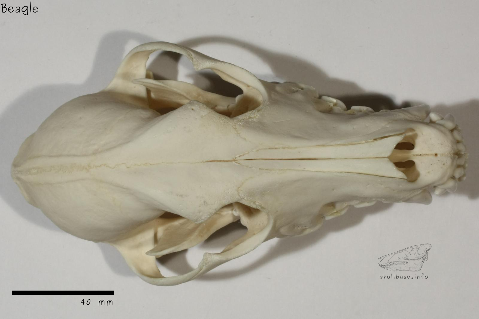 Beagle (Canis lupus familiaris) skull dorsal view