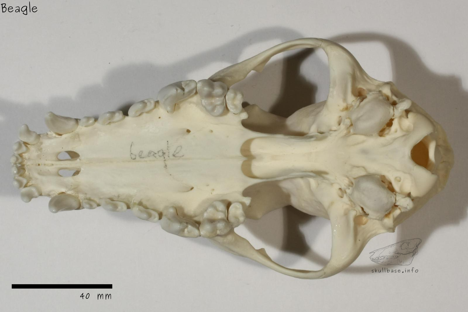 Beagle (Canis lupus familiaris) skull ventral view