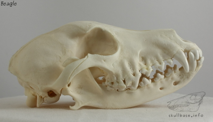 Beagle (Canis lupus familiaris) skull