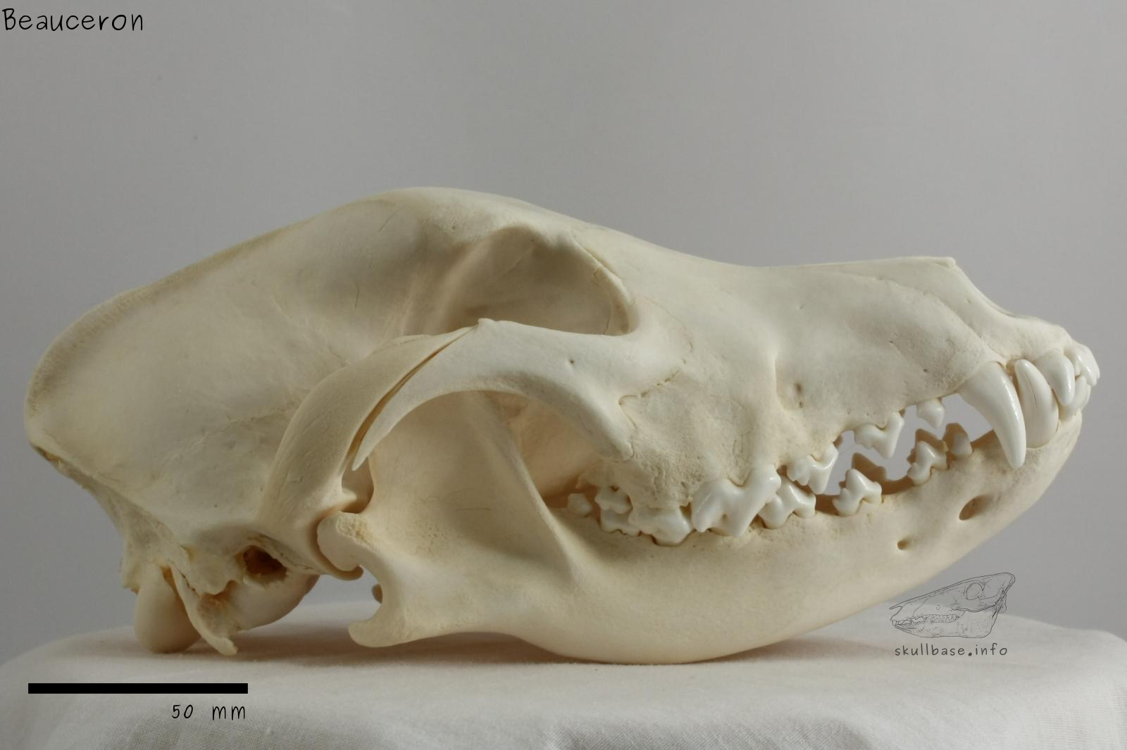 Beauceron (Canis lupus familiaris) skull lateral view