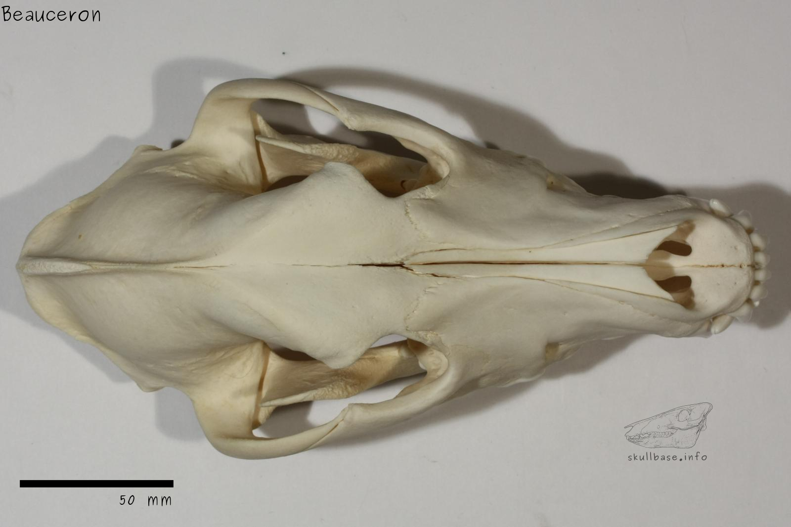 Beauceron (Canis lupus familiaris) skull dorsal view