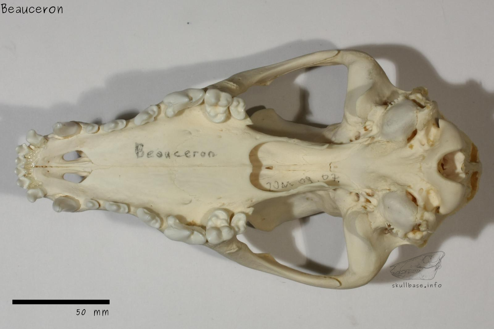 Beauceron (Canis lupus familiaris) skull ventral view