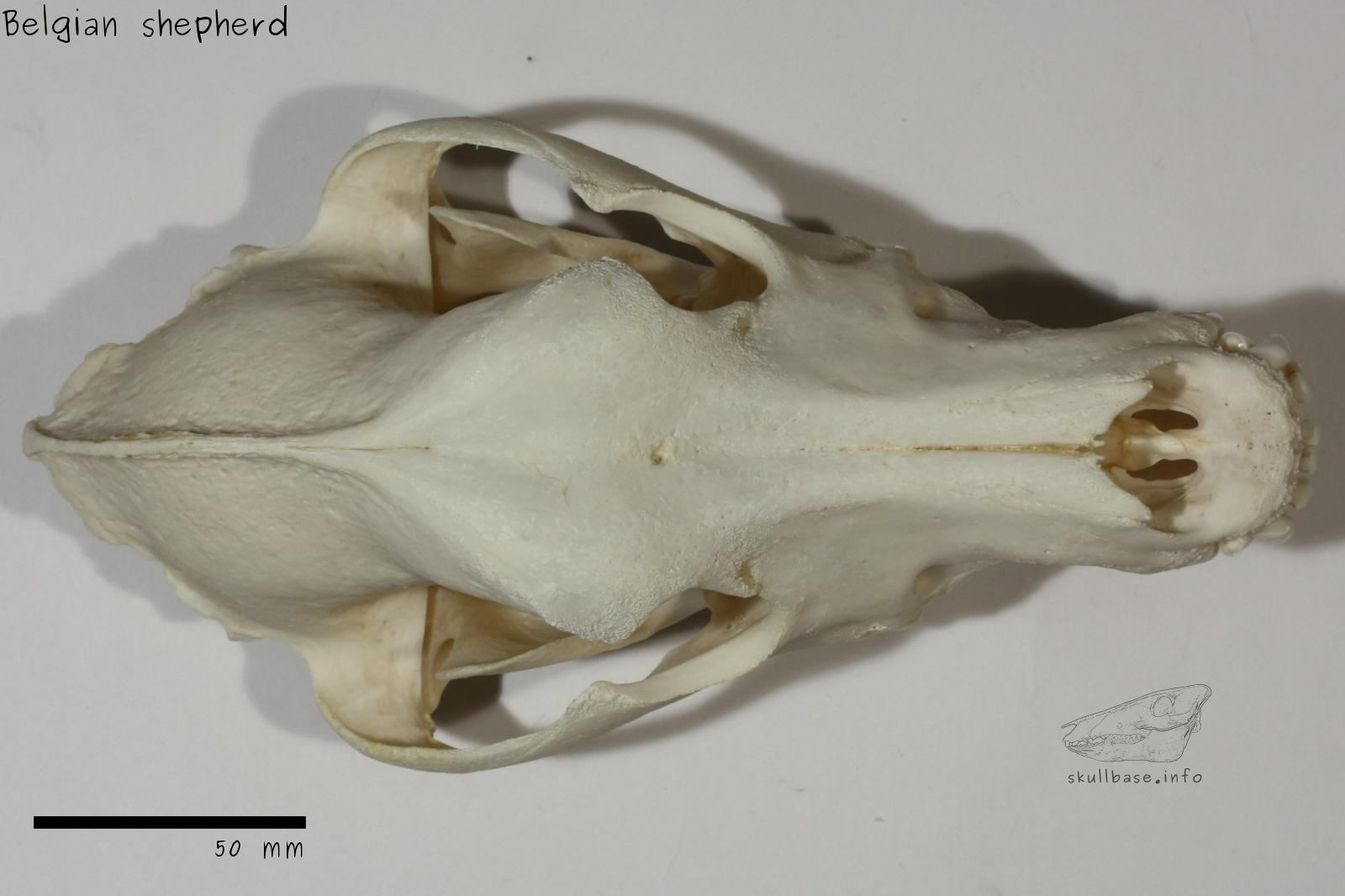 Belgian shepherd (Canis lupus familiaris) skull dorsal view