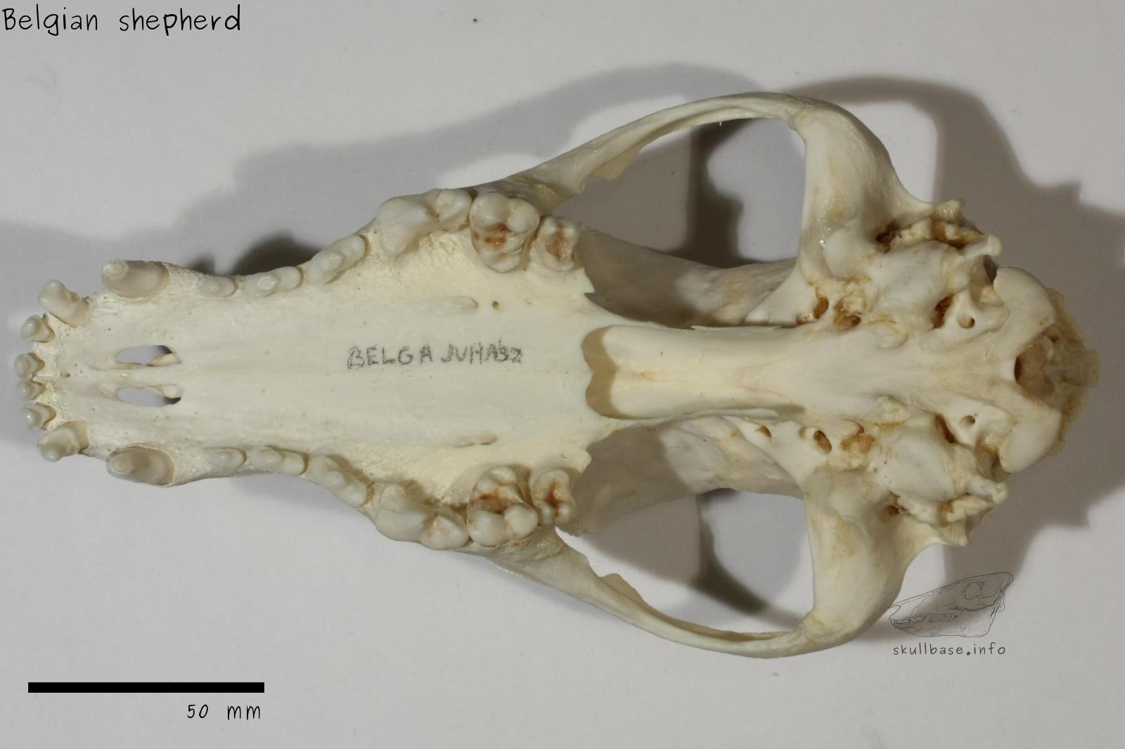 Belgian shepherd (Canis lupus familiaris) skull ventral view