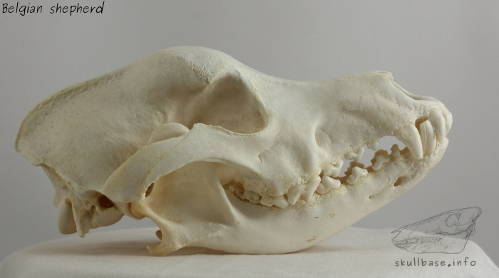 Belgian shepherd (Canis lupus familiaris) skull