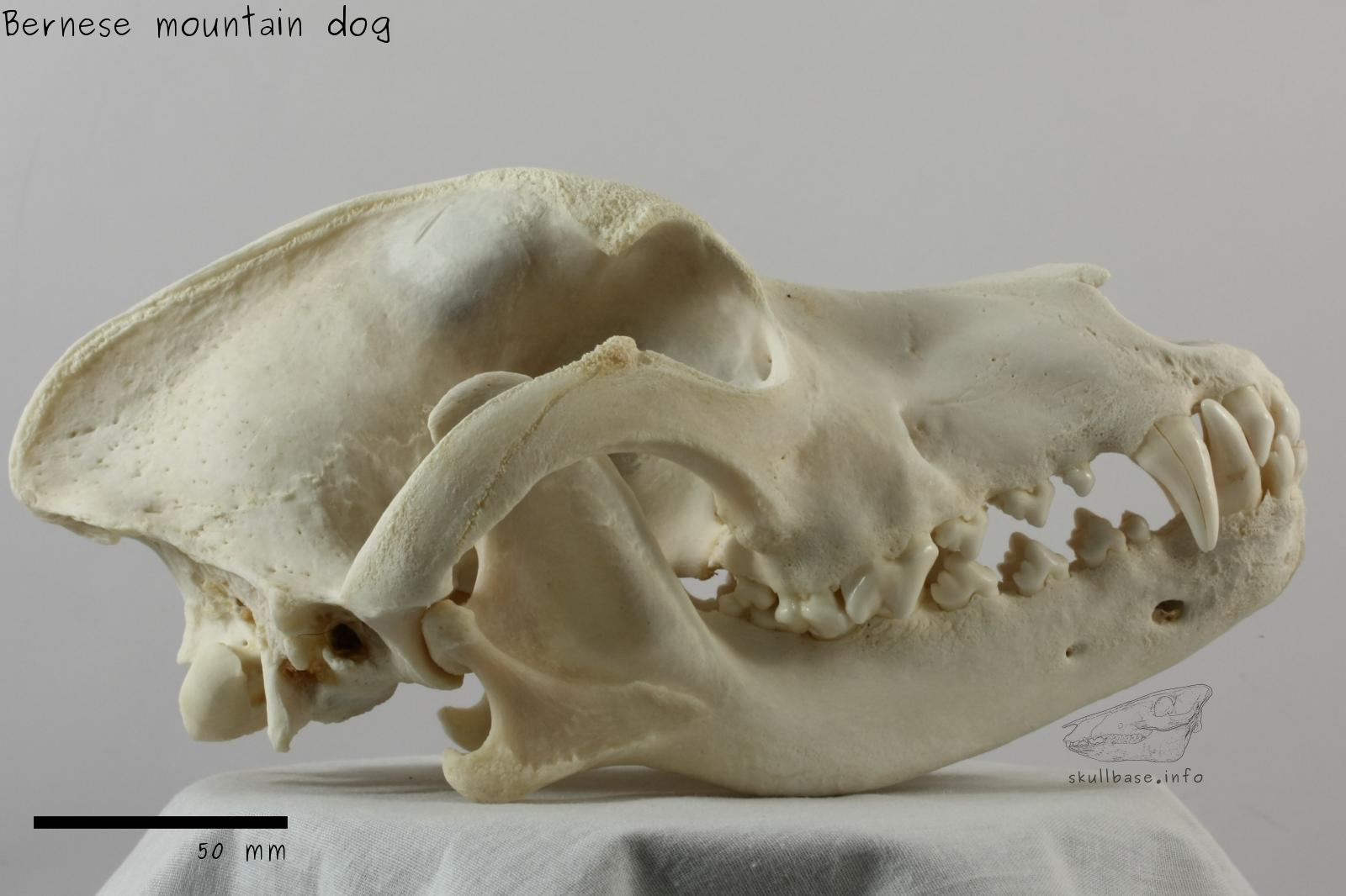 Bernese mountain dog (Canis lupus familiaris) skull lateral view