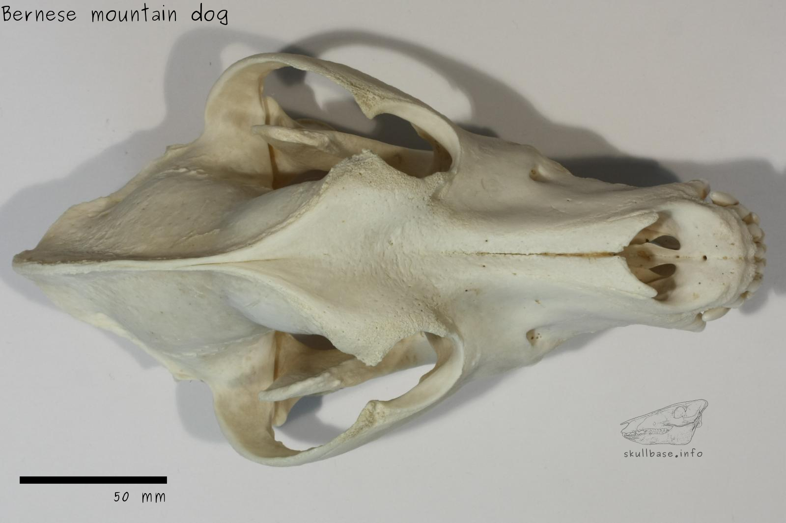 Bernese mountain dog (Canis lupus familiaris) skull dorsal view