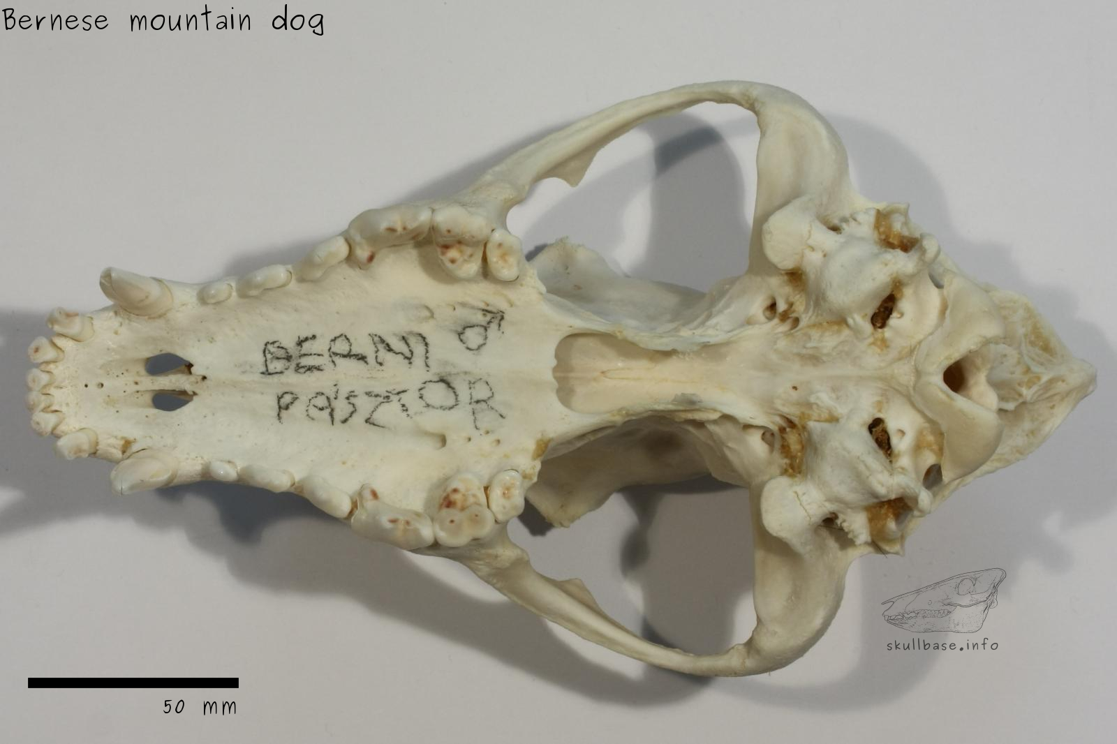 Bernese mountain dog (Canis lupus familiaris) skull ventral view