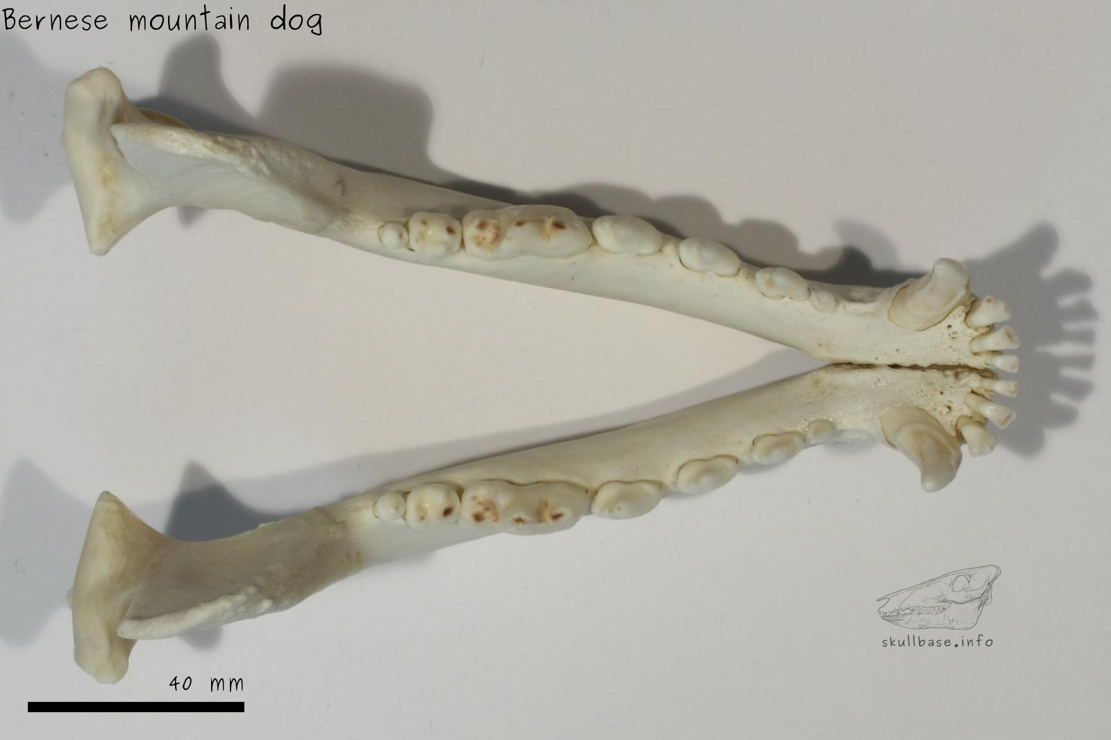 Bernese mountain dog (Canis lupus familiaris) jaw