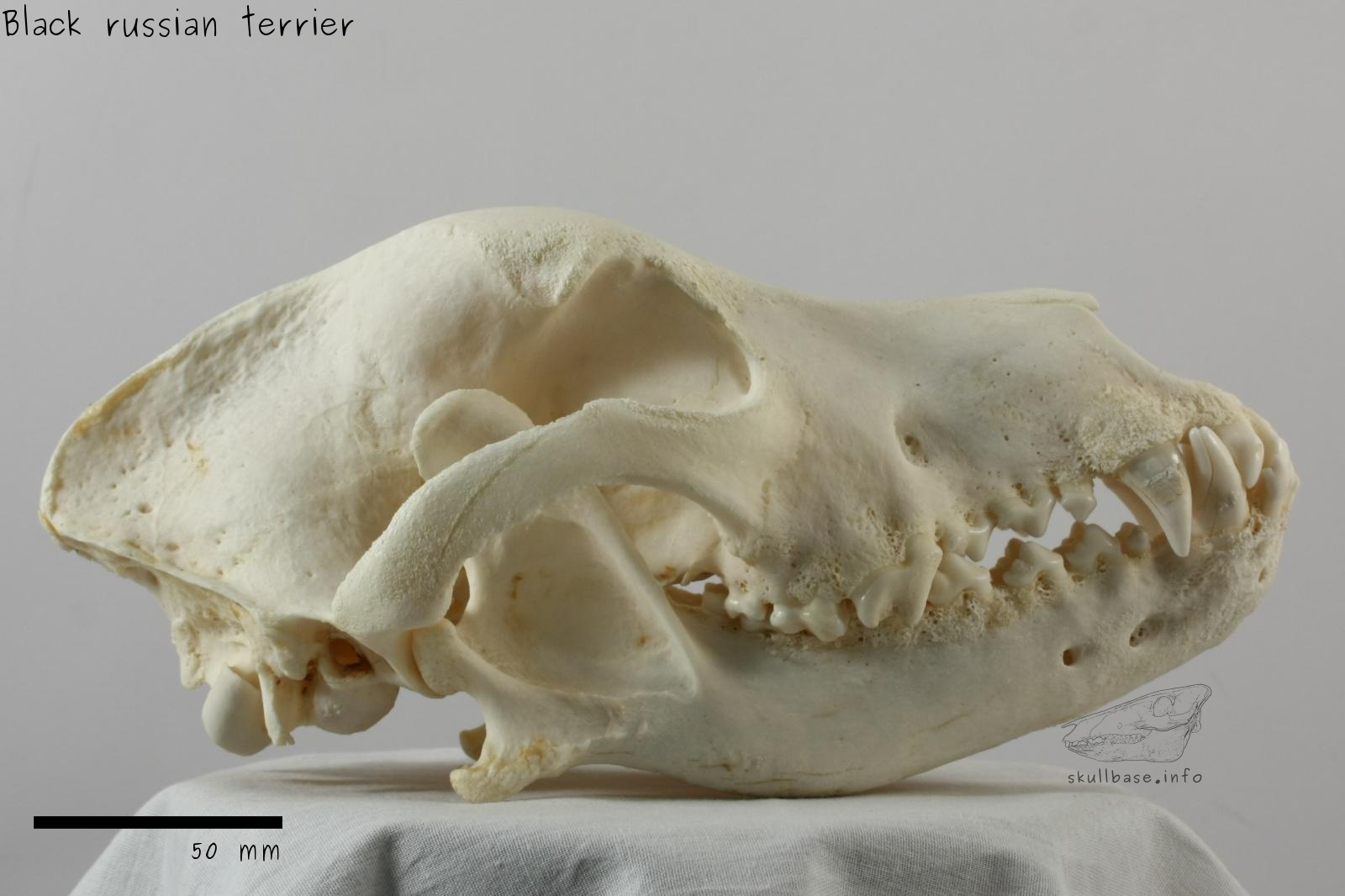Black russian terrier (Canis lupus familiaris) skull lateral view