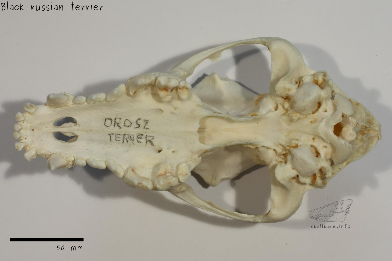 Black russian terrier (Canis lupus familiaris) skull ventral view