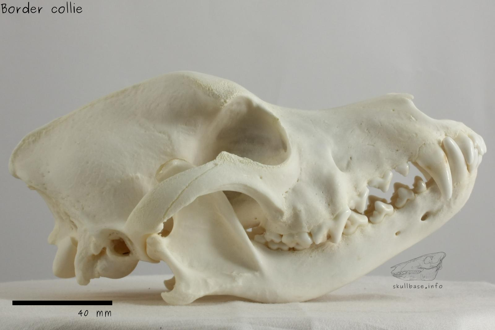 Border collie (Canis lupus familiaris) skull lateral view