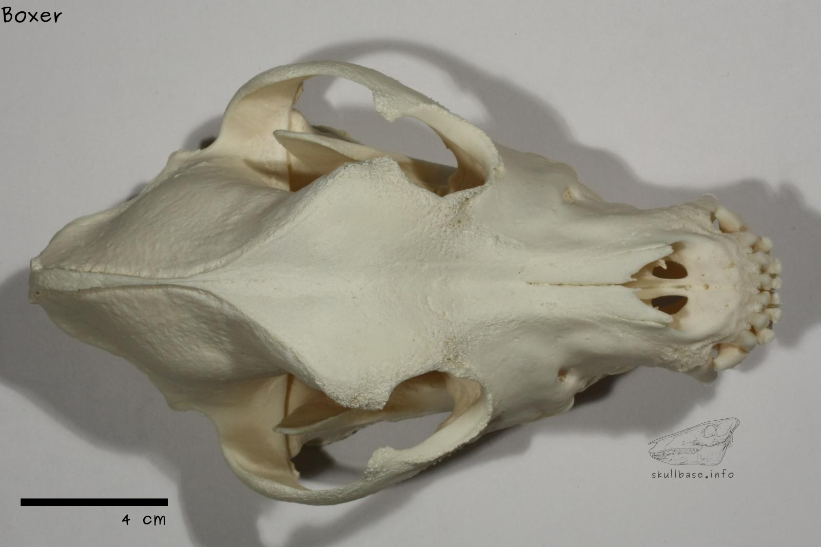Boxer (Canis lupus familiaris) skull dorsal view