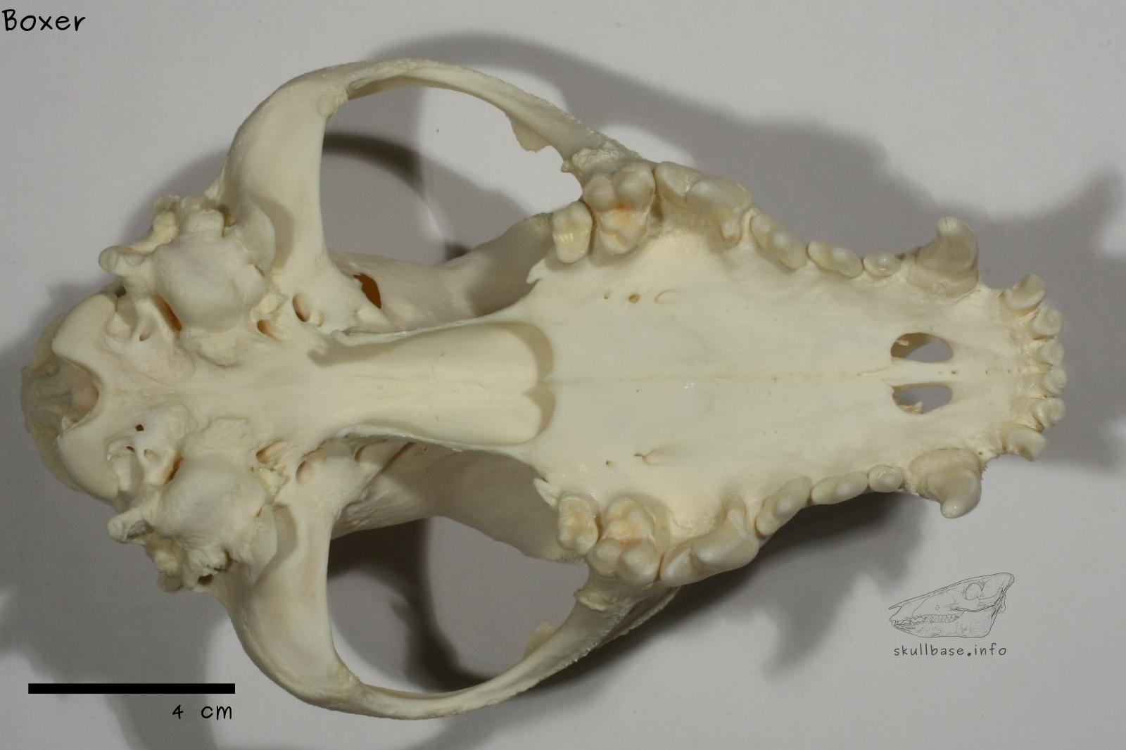 Boxer (Canis lupus familiaris) skull ventral view